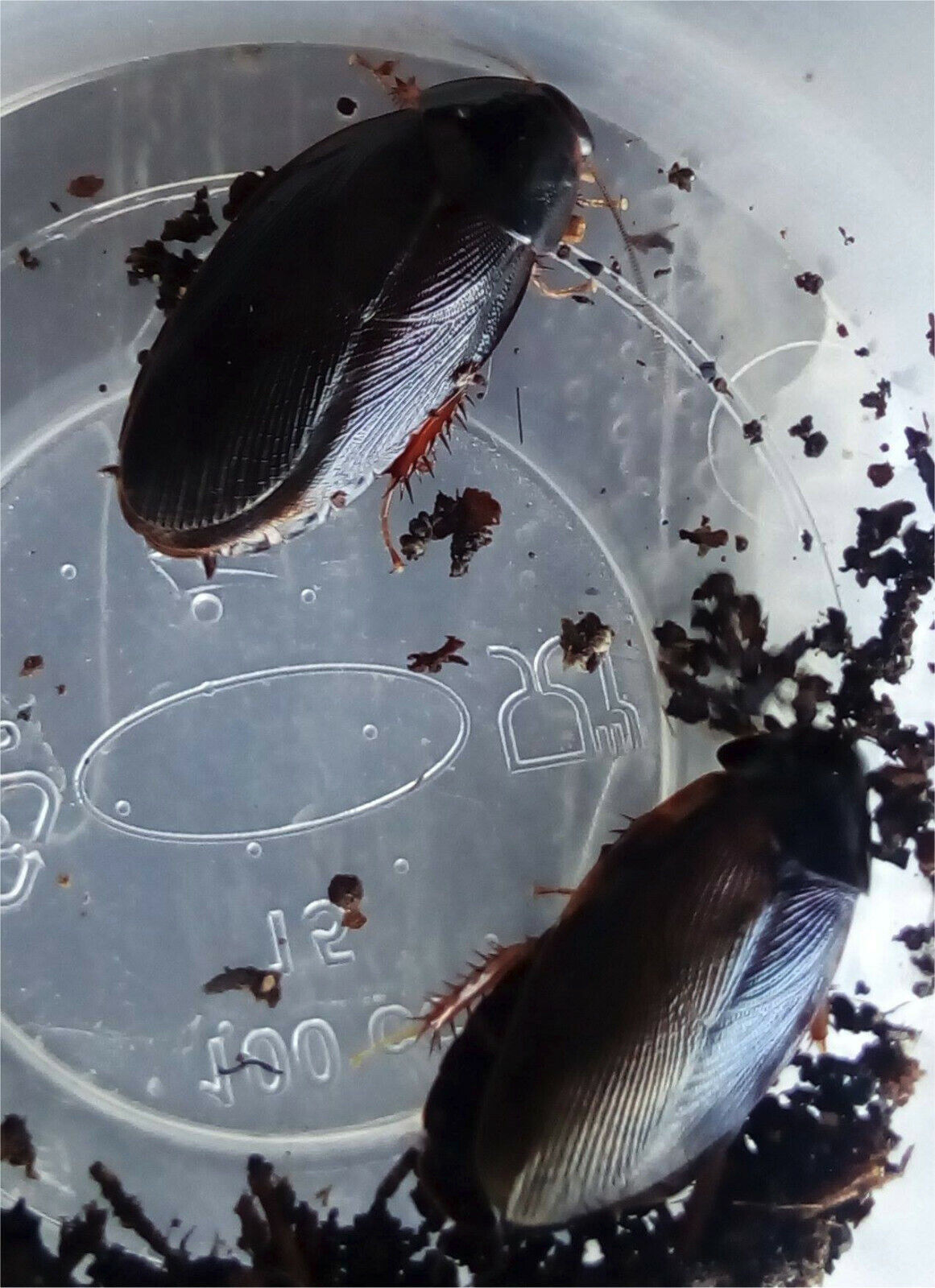 Shadow Cockroach "Pycnoscelus nigra"