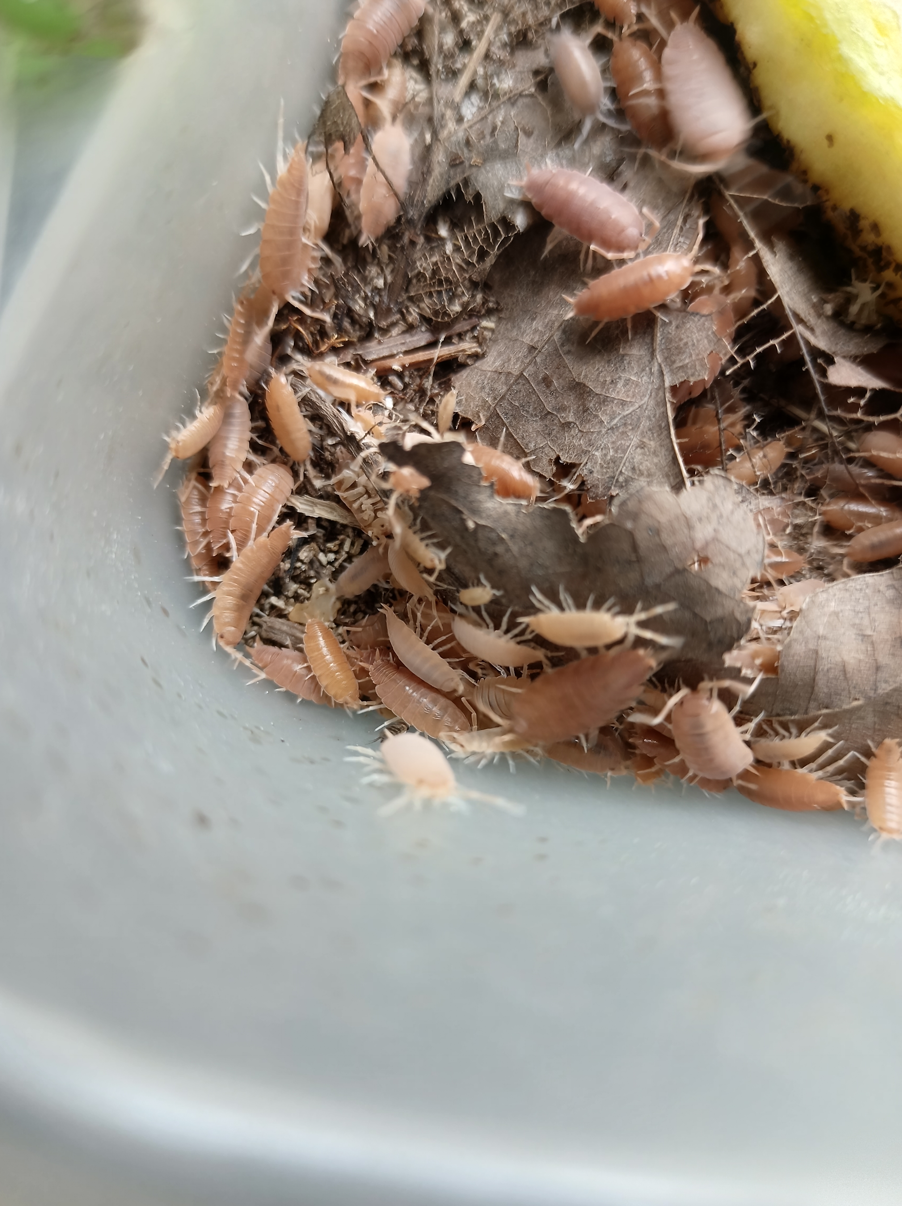 Powder Orange Isopods (woodlice) "Porcellionides Pruinosus"