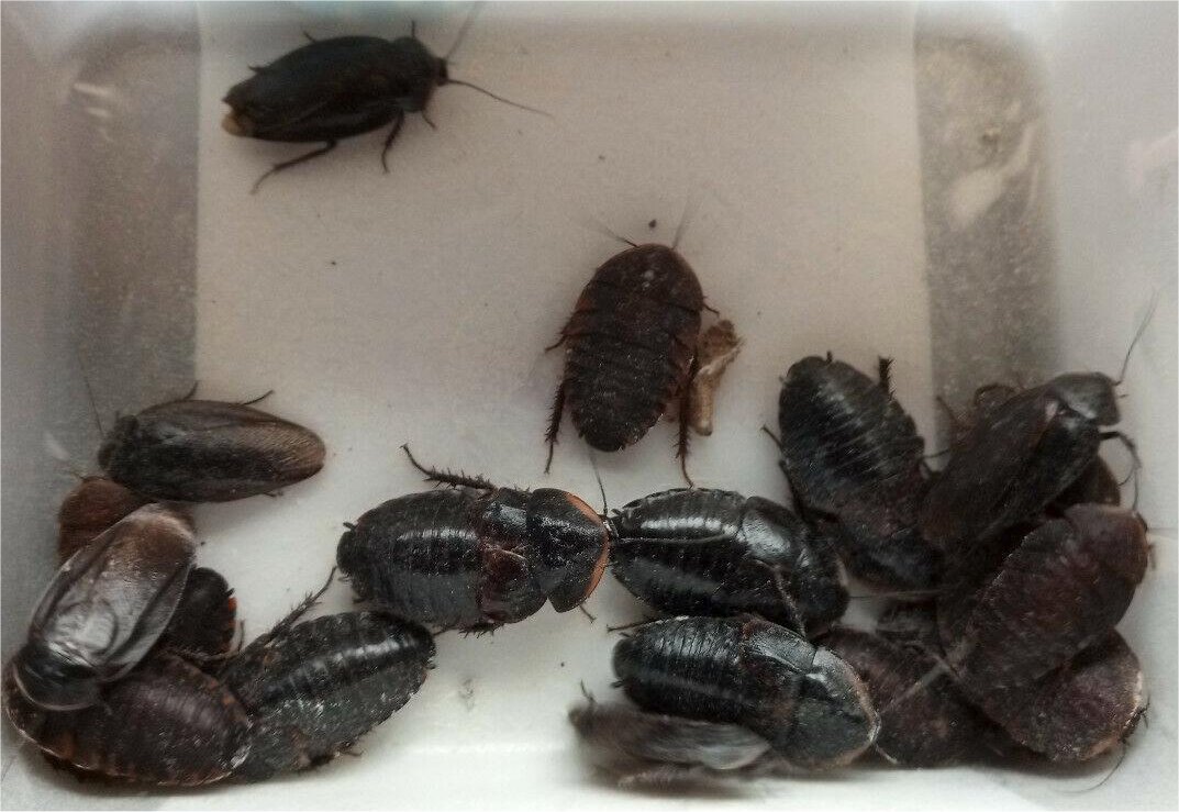 Cuban Burrowing Cockroaches (Byrsotria fumigata) (10 mixed size per tub)
