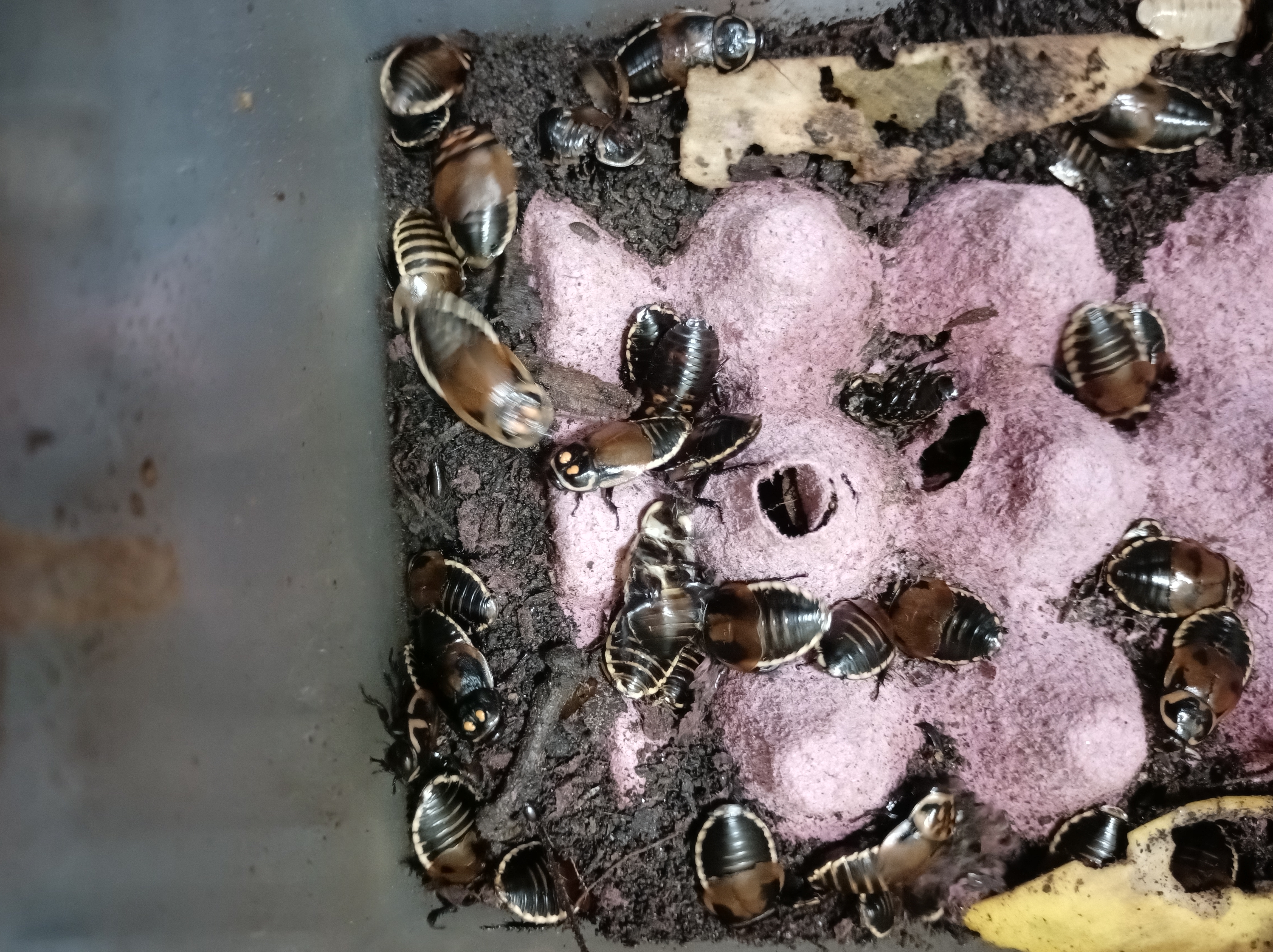  Warty Glowspot Cockroaches (Lucihormetica verrucosa)