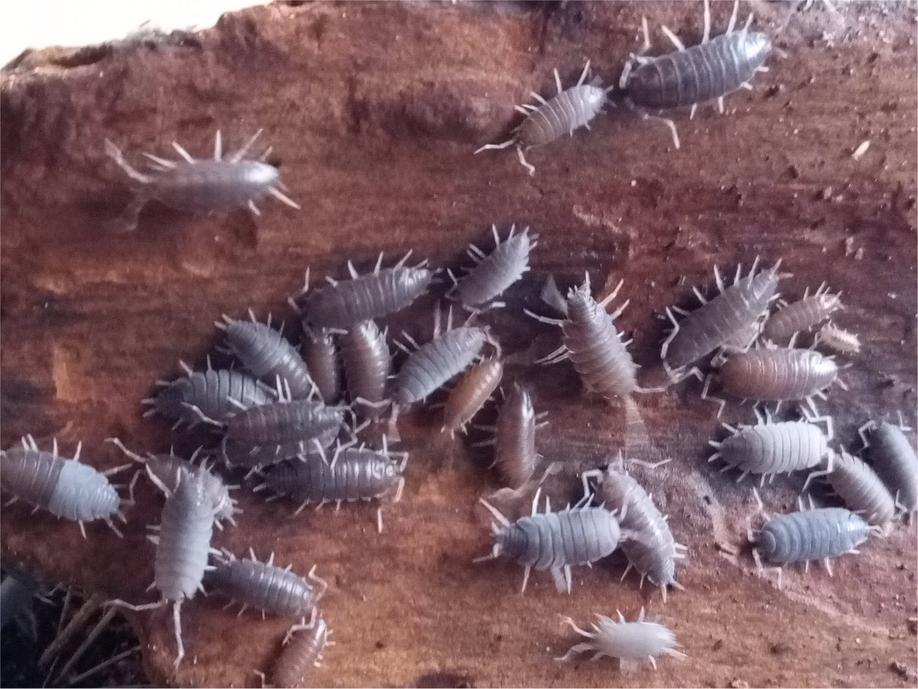 Tropical grey Isopods (Woodlice)  "Porcellionides pruinosus"