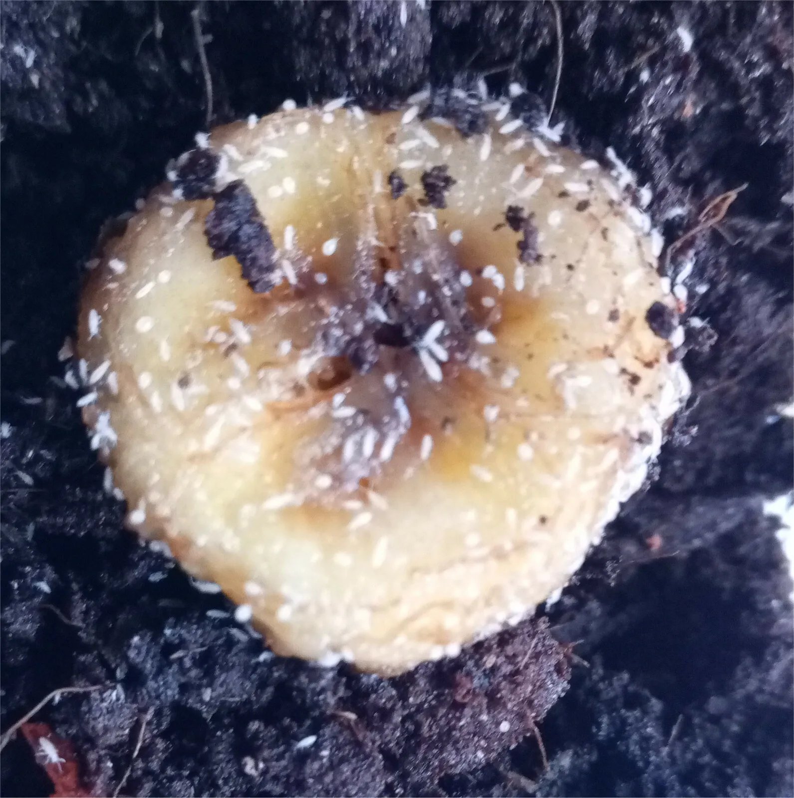 Springtail Culture springtails