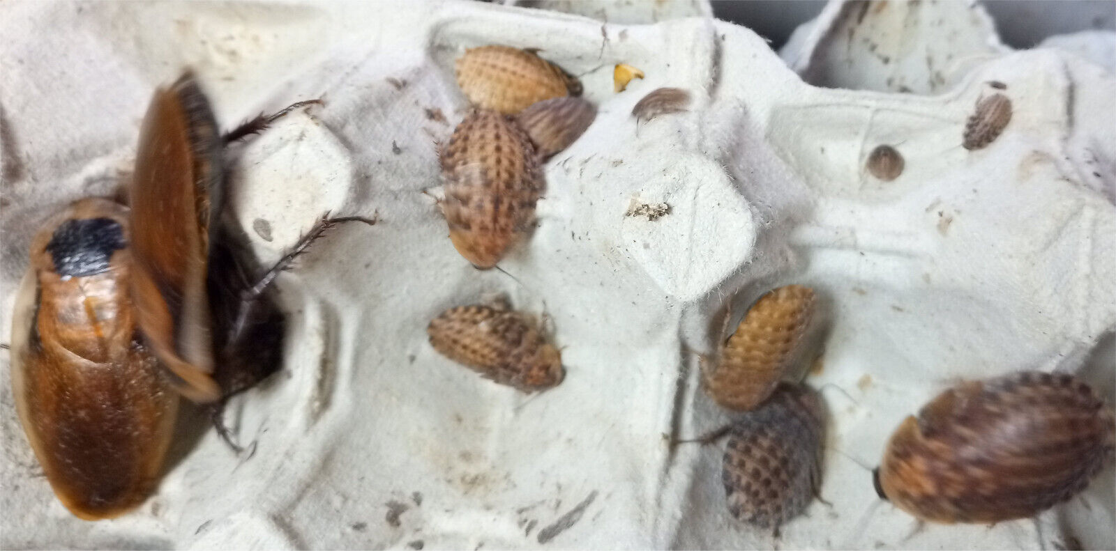 Trinidad cockroach "Eublaberus distanti".