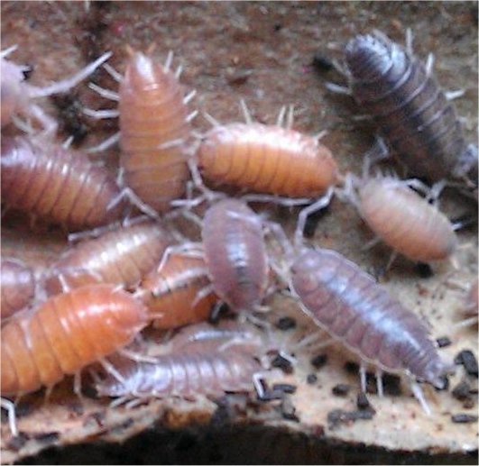Tropical grey Isopods (Woodlice)  "Porcellionides pruinosus"