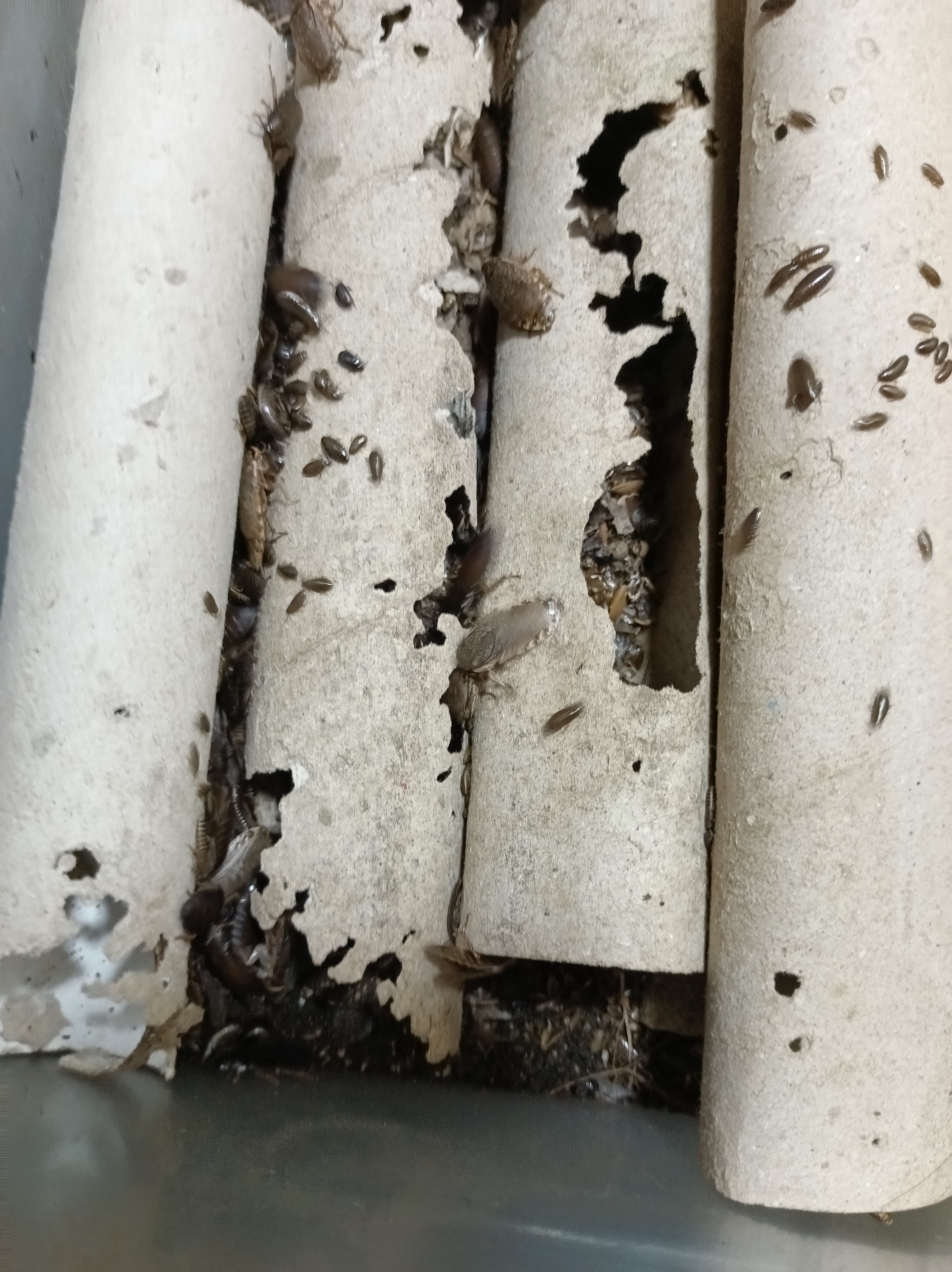 Lobster Cockroach "Nauphoeta cinerea"