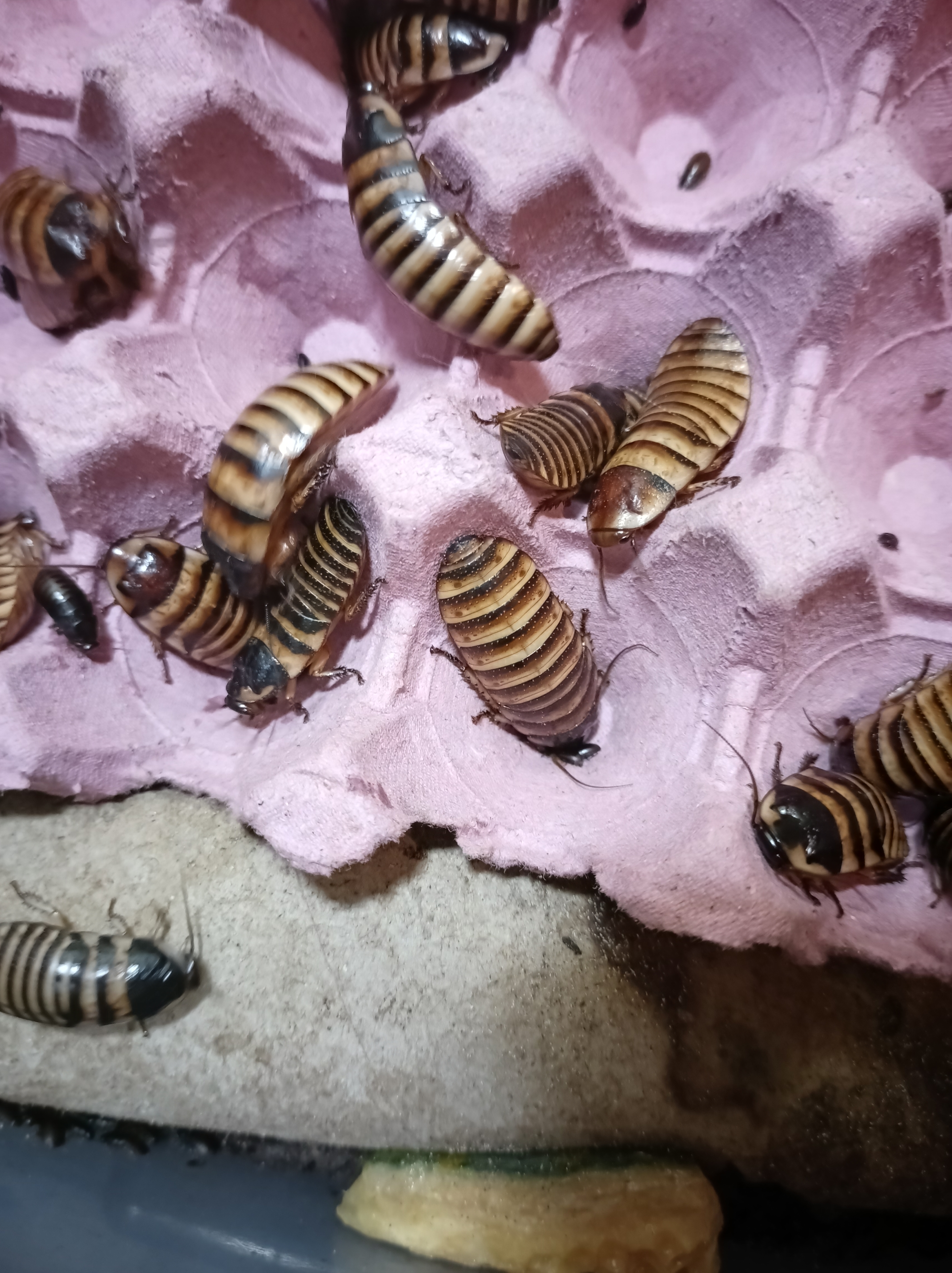 Halloween hissing cockroach "Elliptorhina javanica"
