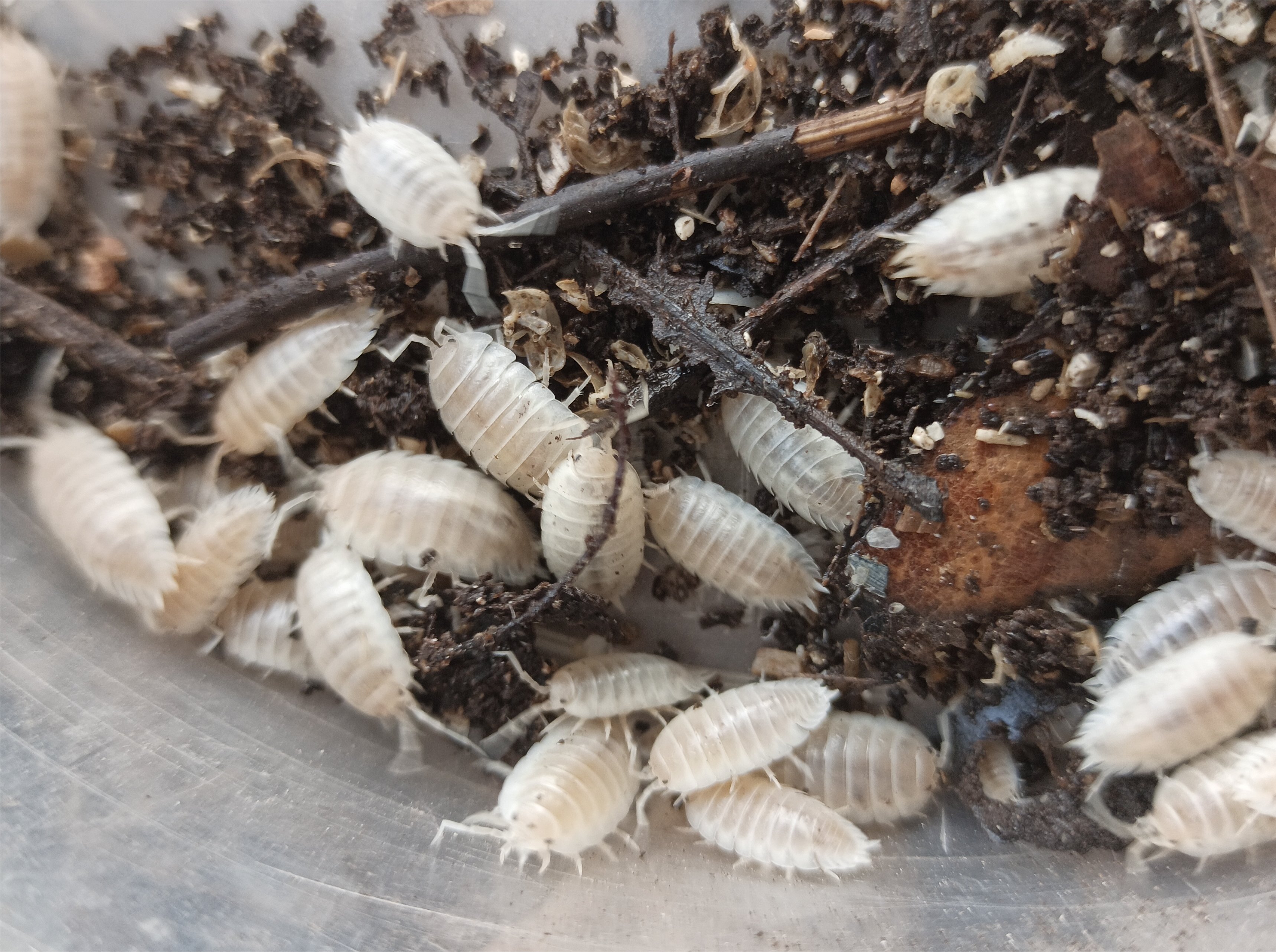 Snow White Isopod (Woodlice) Porcellio laevis "white"