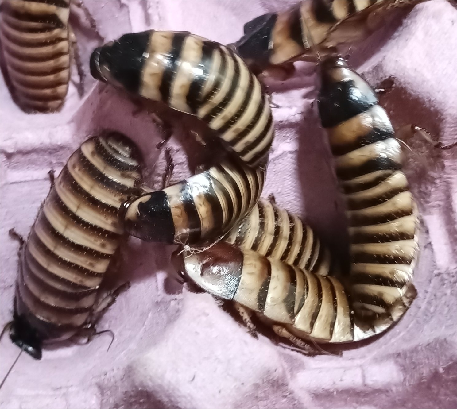 Halloween hissing cockroach "Elliptorhina javanica"