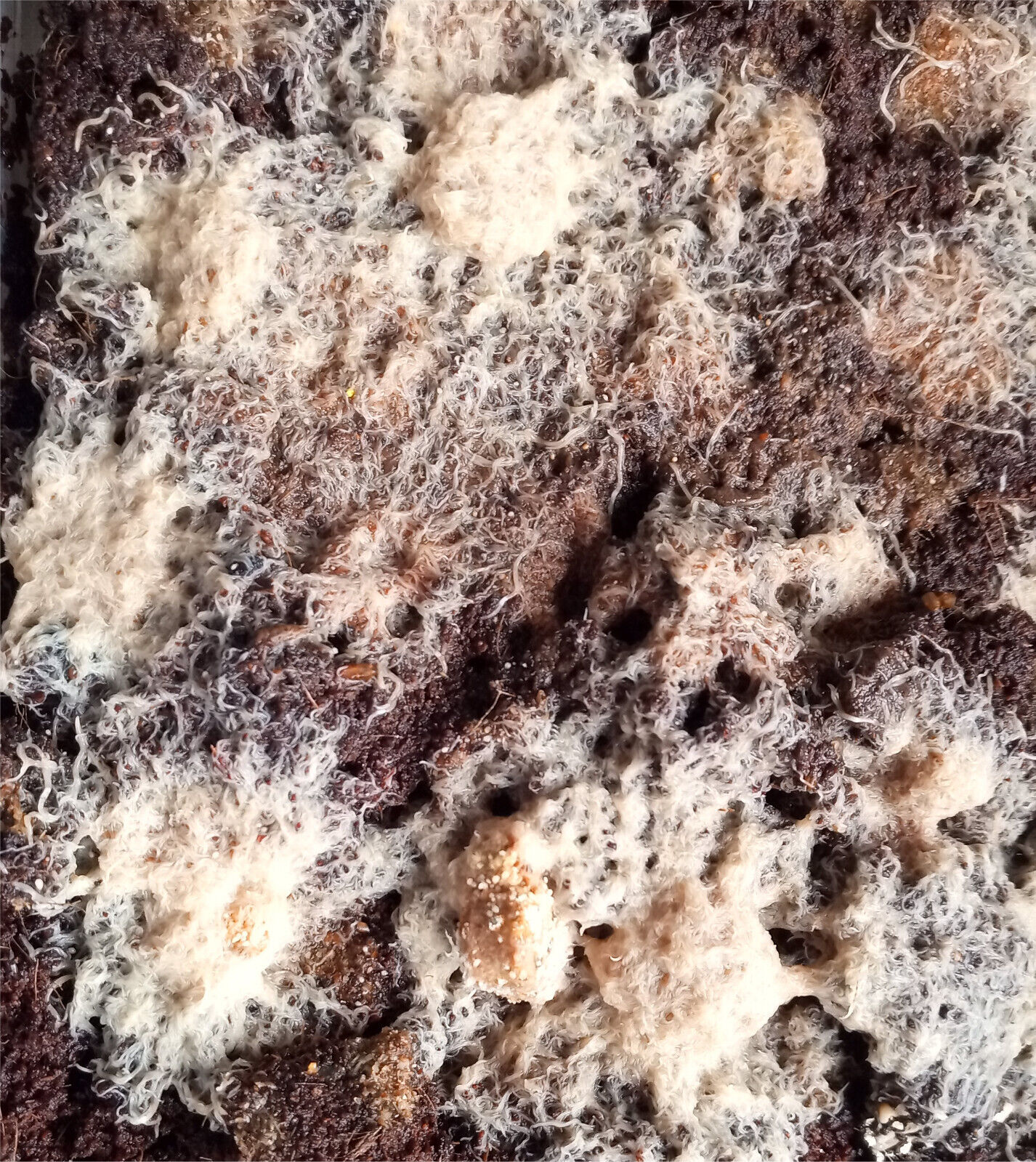 Grindal Worm cultures