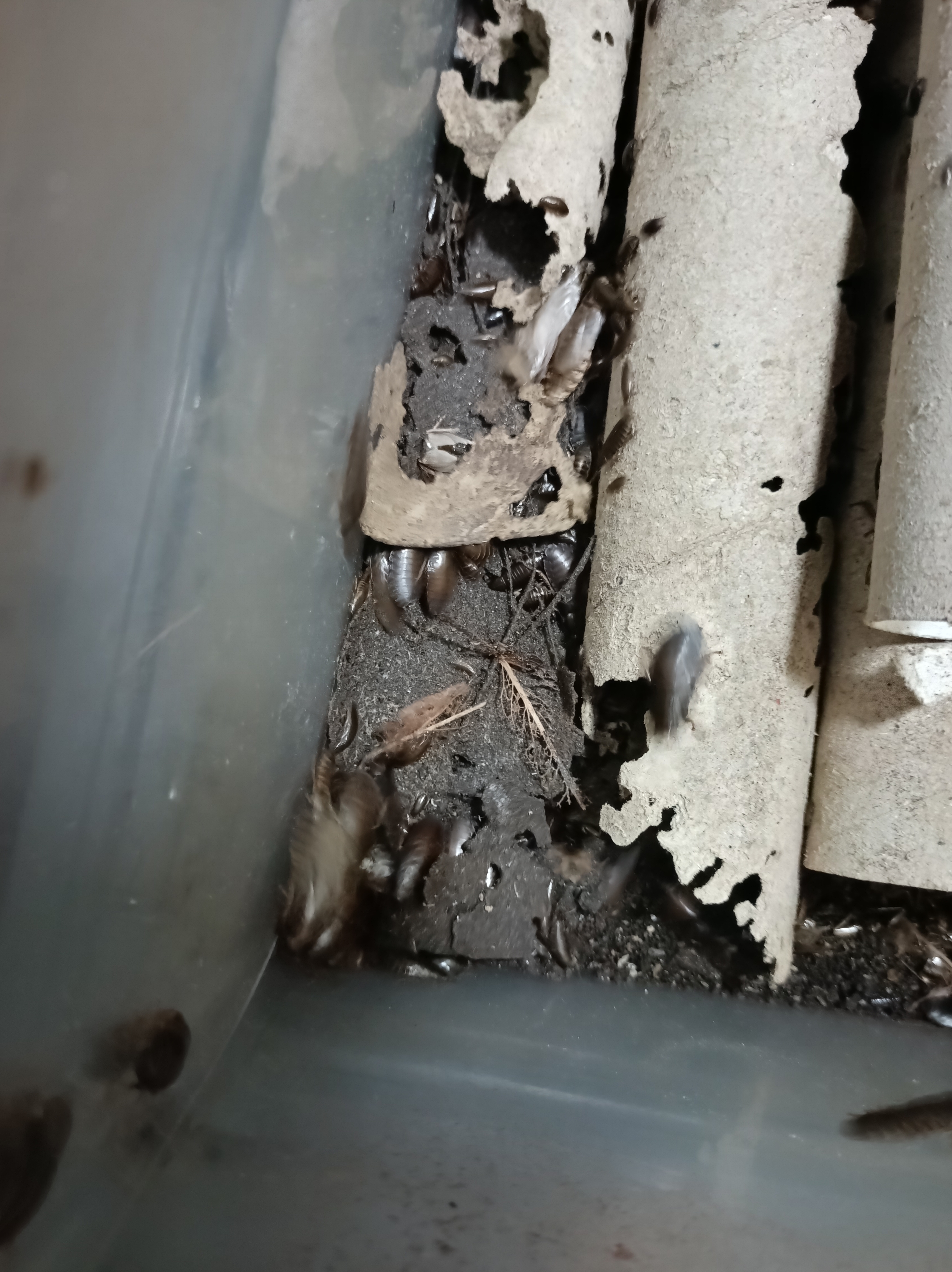 Lobster Cockroach "Nauphoeta cinerea" 100 pack