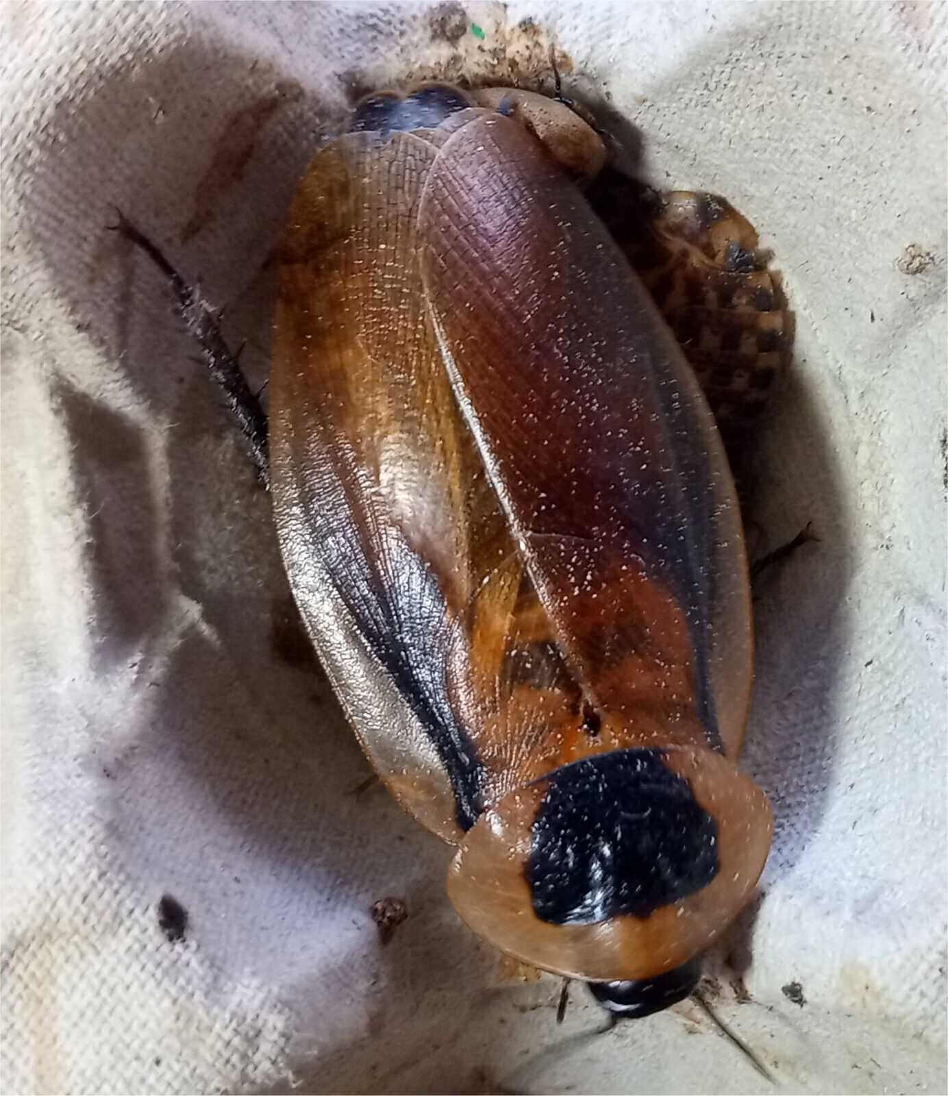 Trinidad cockroach "Eublaberus distanti".