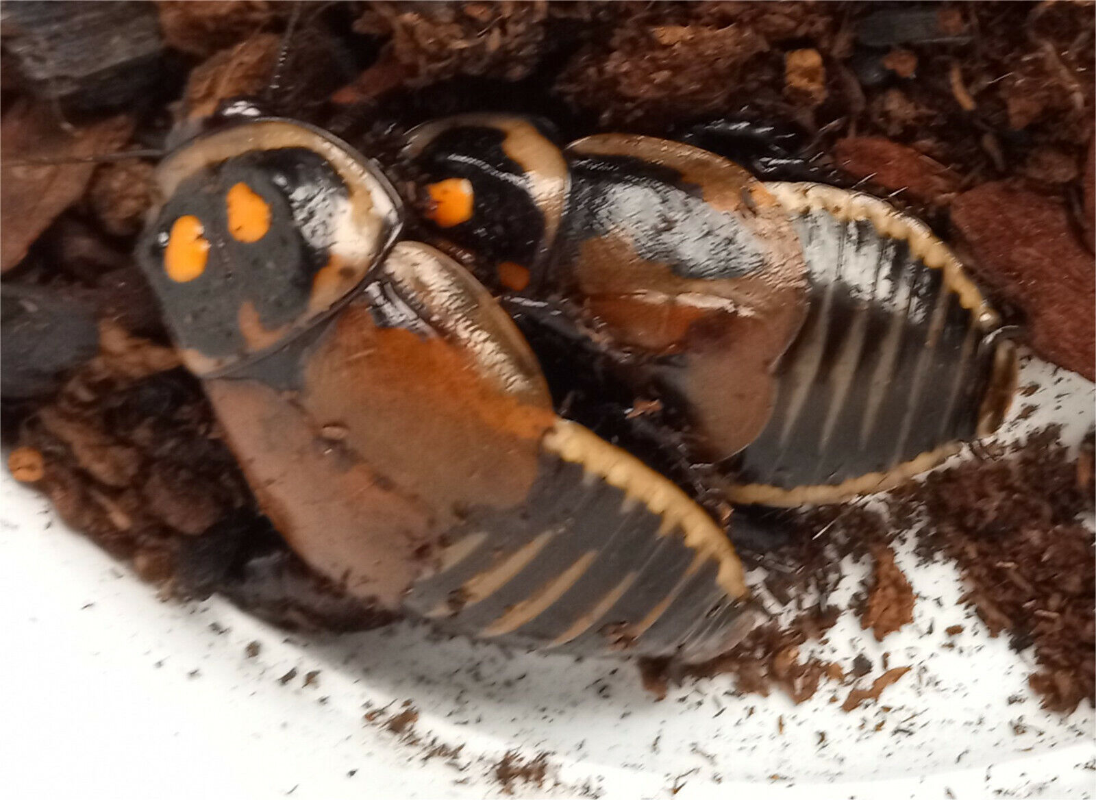 Warty Glowspot Cockroaches (Lucihormetica verrucosa)