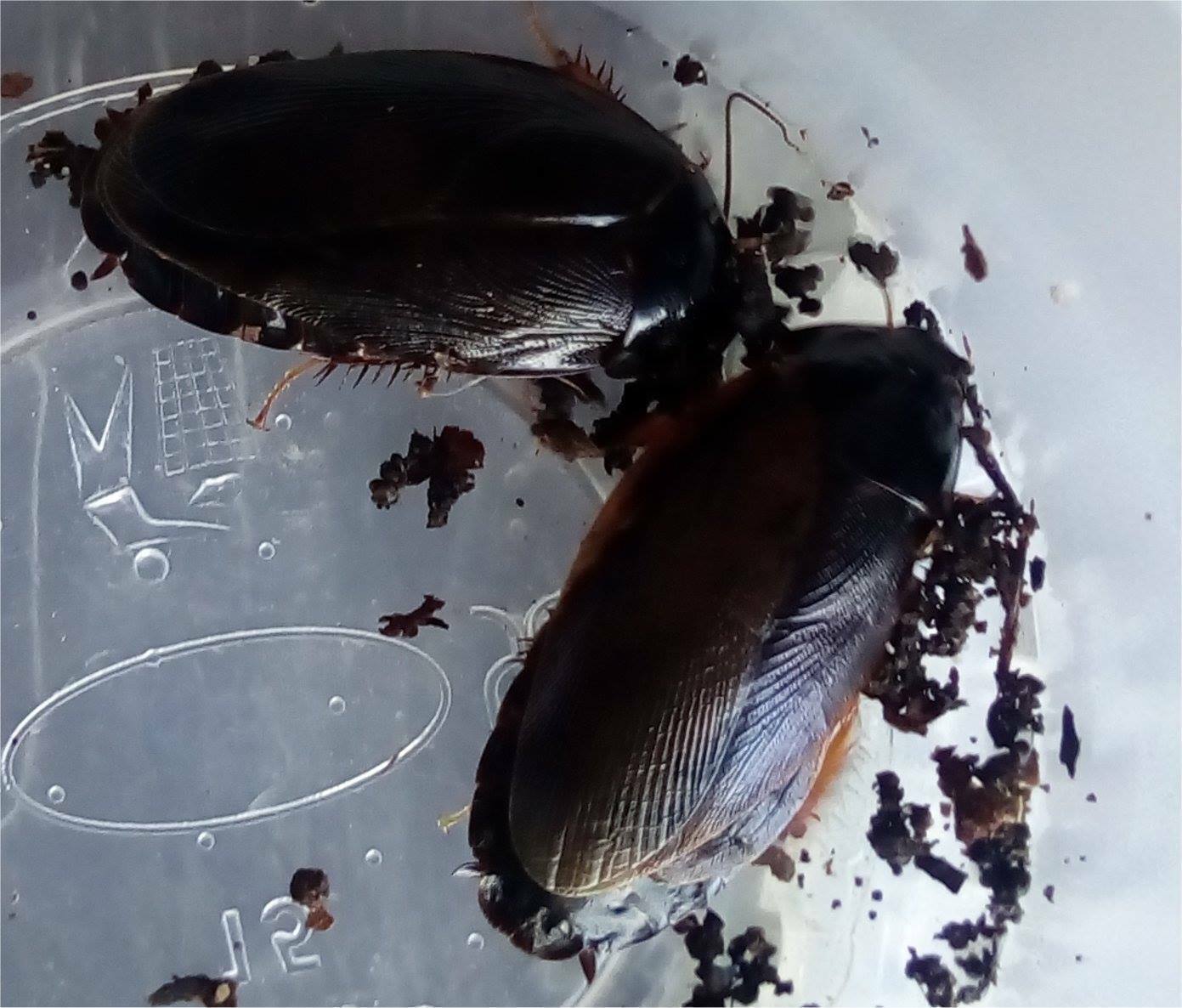 Shadow Cockroach "Pycnoscelus nigra"