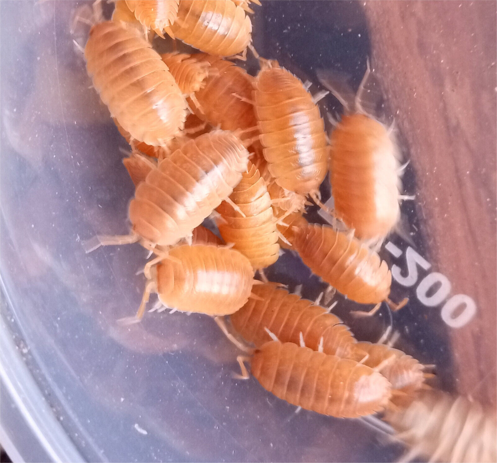 Tropical Orange Isopods (woodlice) Porcellio laevis "orange"