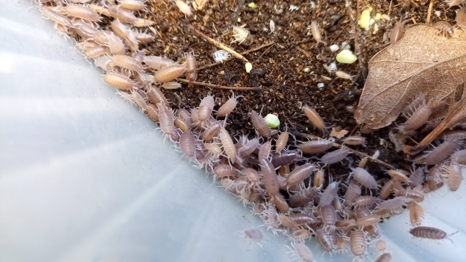 Tropical grey Isopods (Woodlice)  "Porcellionides pruinosus"