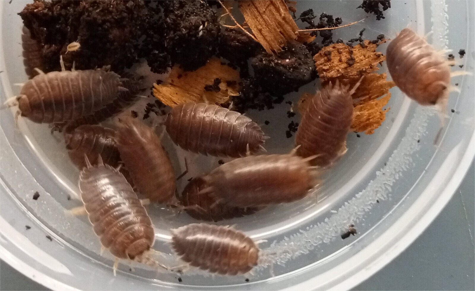 Tropical Caramel Isopods (Woodlice) Porcellio laevis "Caramel"