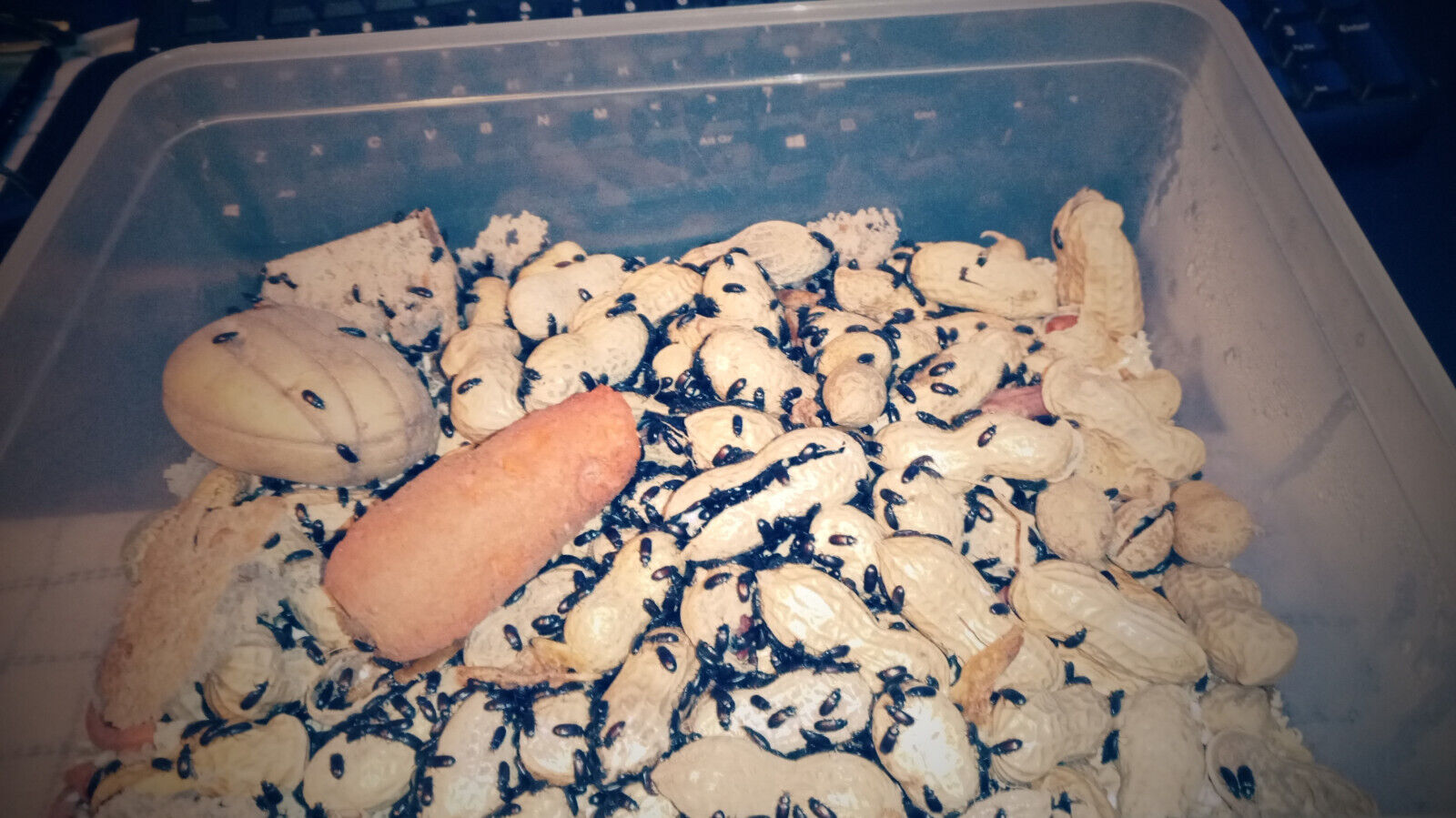 Peanut beetle Colony “Ulomoides dermestoides”