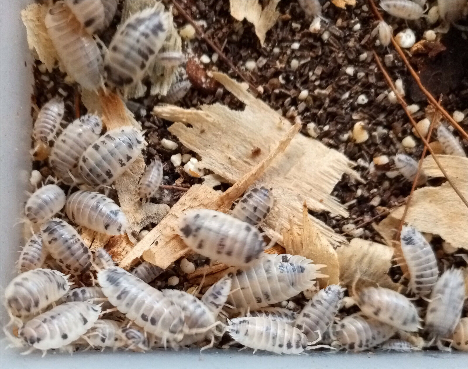 Dairy Cow Isopod (Woodlice) "Porcellio laevis"