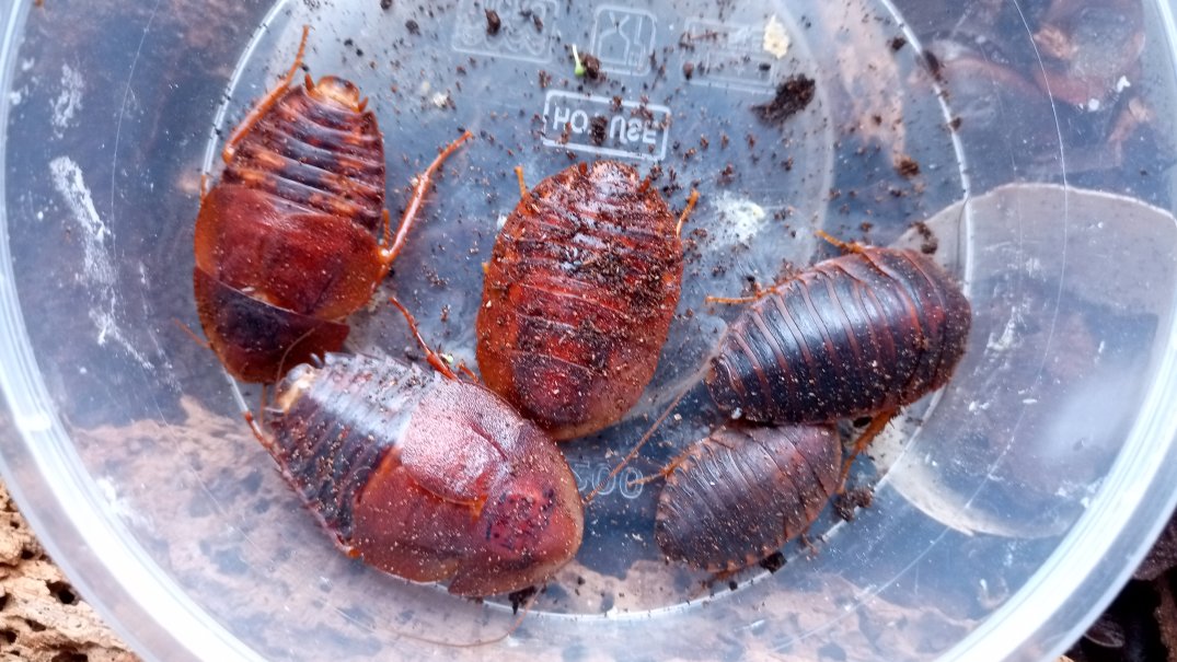 Horseshoe crab roach "Hemiblabera tenebricosa"