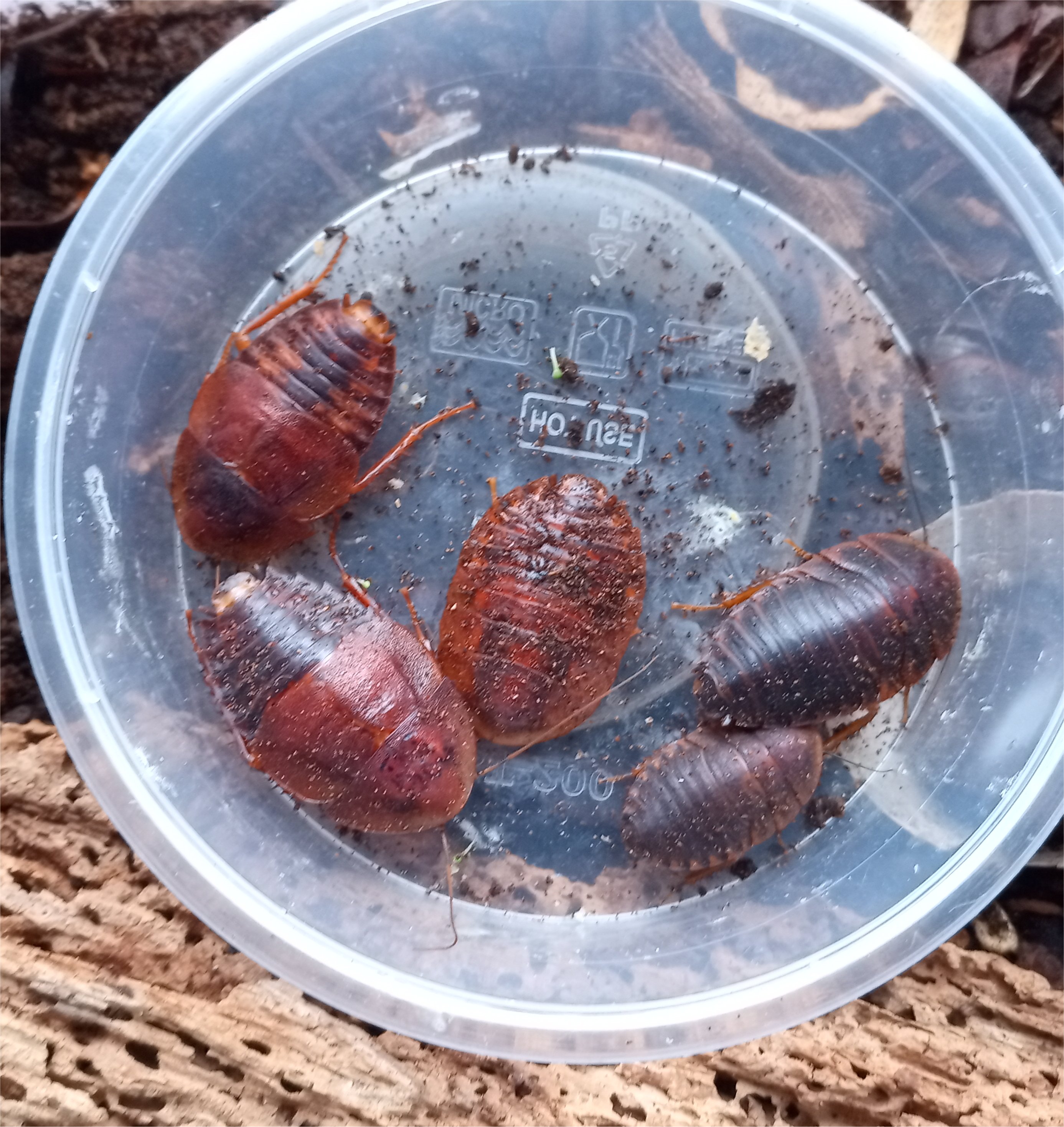 Horseshoe crab roach "Hemiblabera tenebricosa"