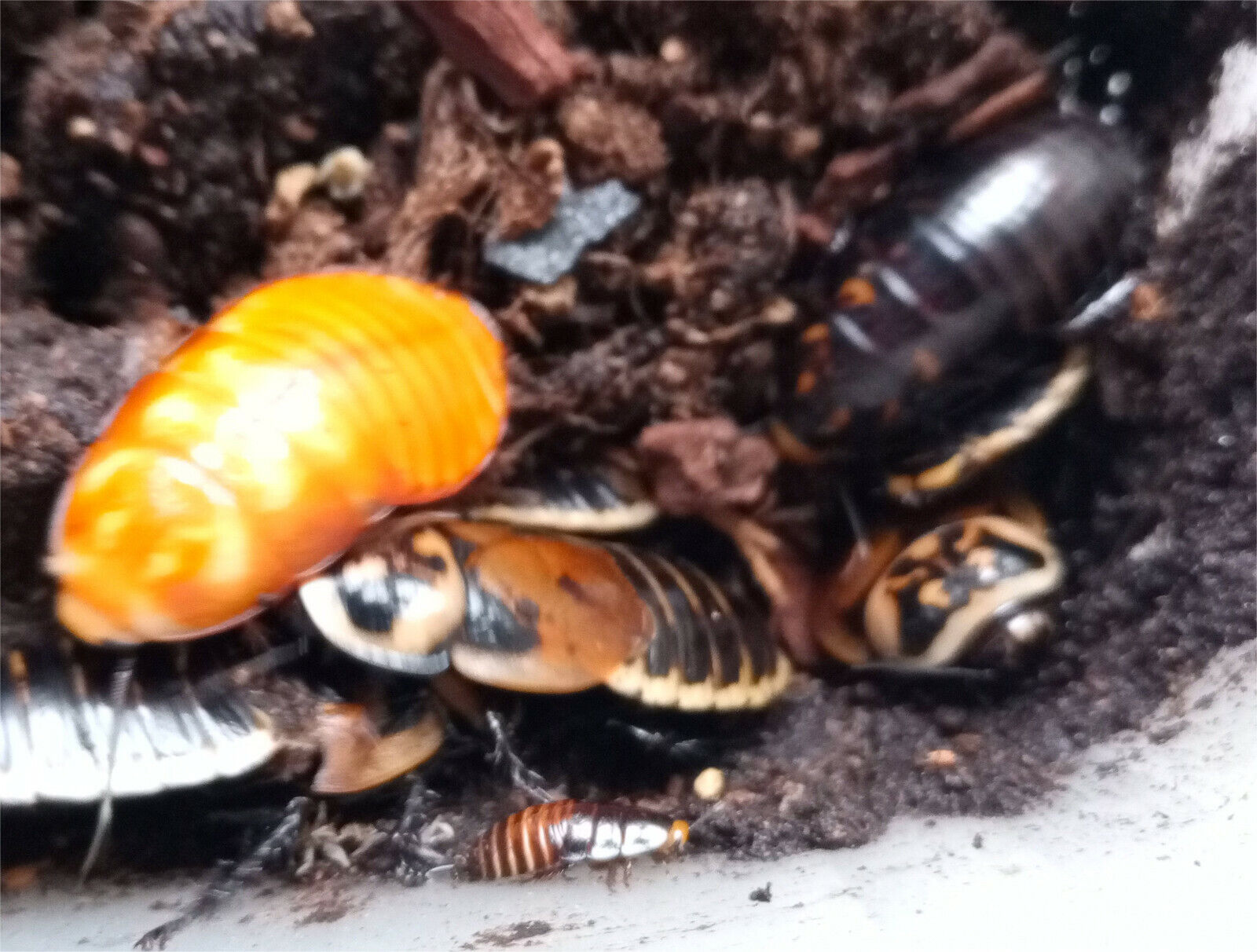  Warty Glowspot Cockroaches (Lucihormetica verrucosa)
