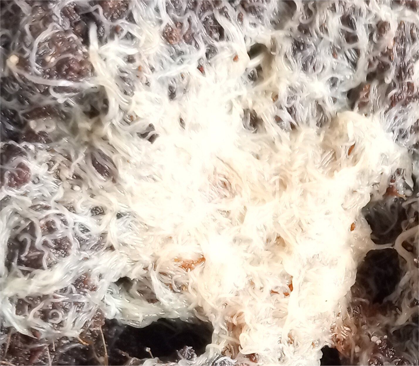 Grindal Worm cultures