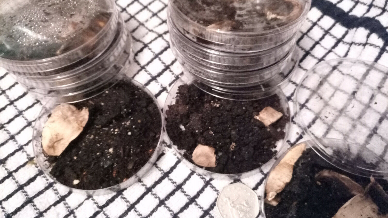 Springtail Culture springtails