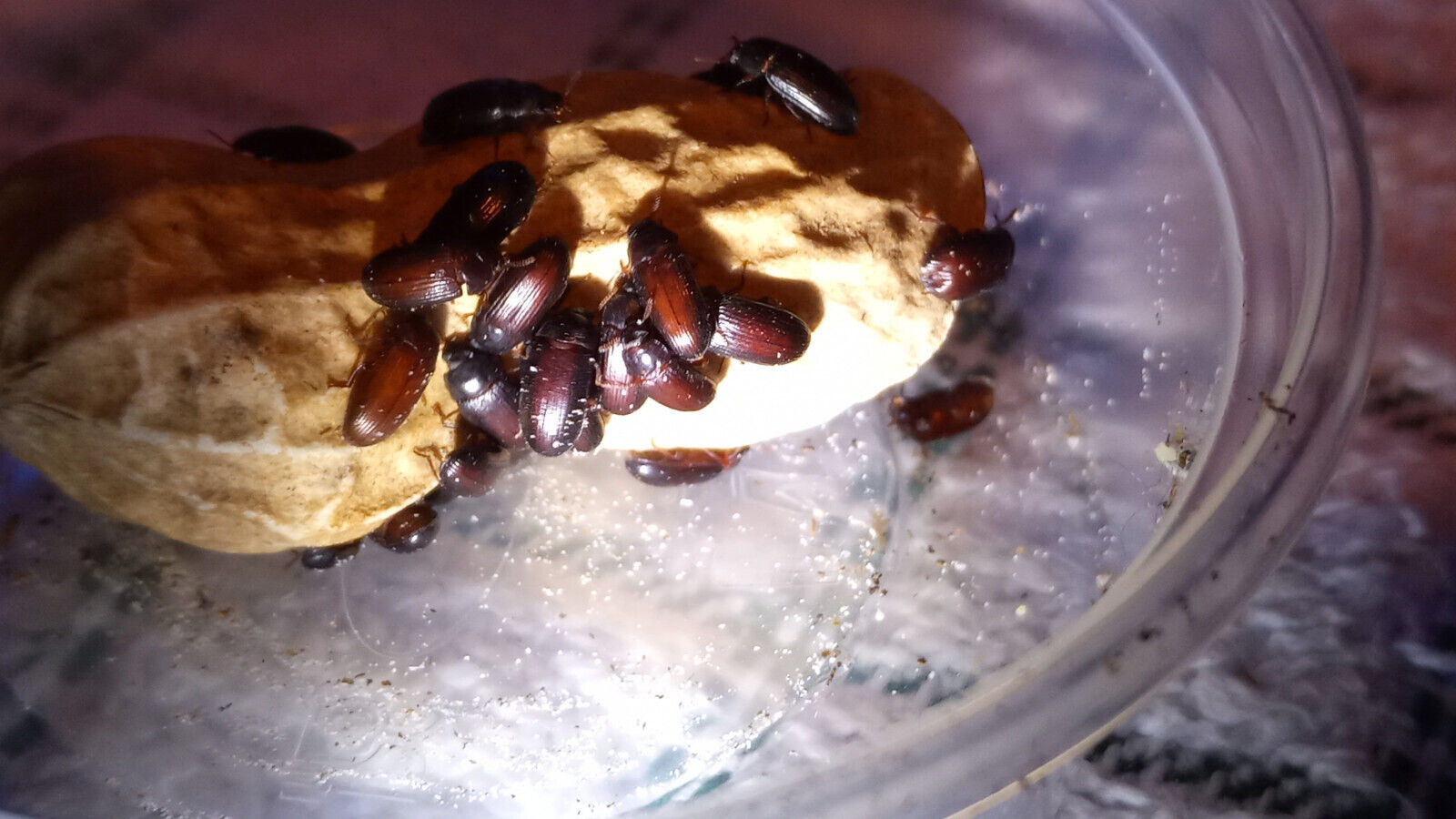 Peanut beetle Colony “Ulomoides dermestoides”