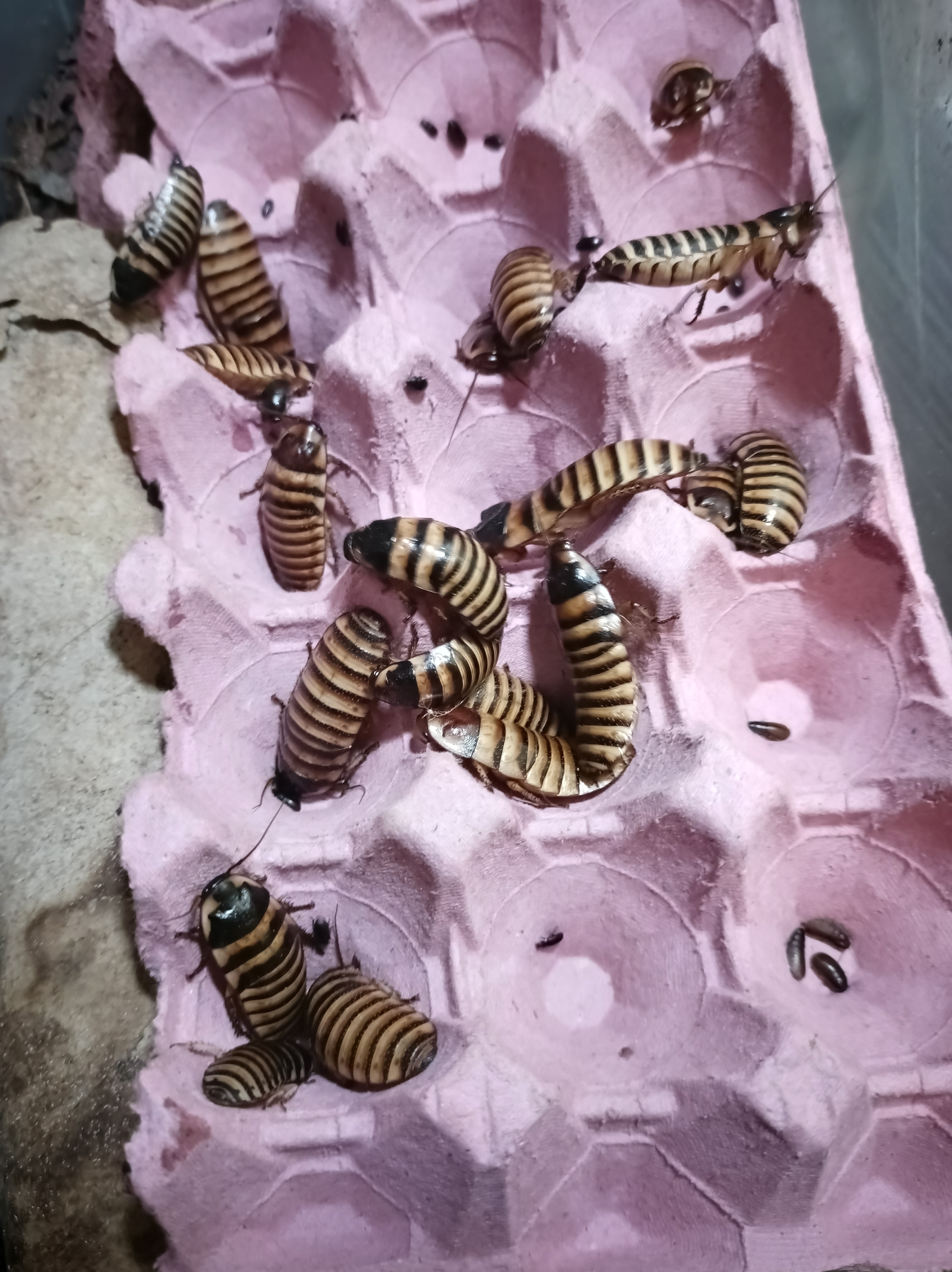 Halloween hissing cockroach "Elliptorhina javanica"