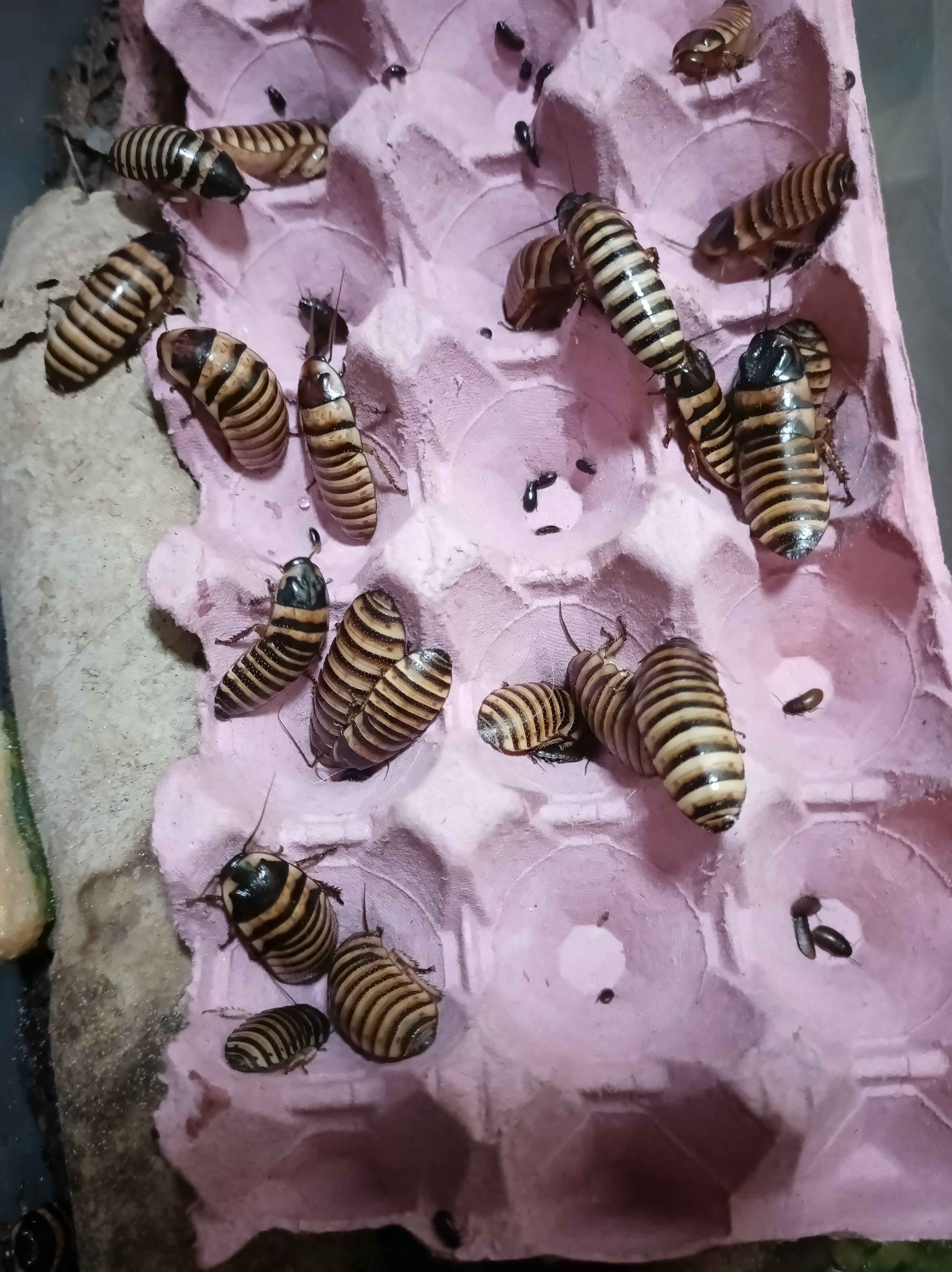 Halloween hissing cockroach "Elliptorhina javanica"