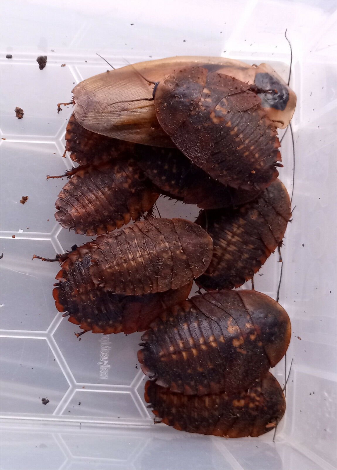 Death's head cockroach (Blaberus craniifer)