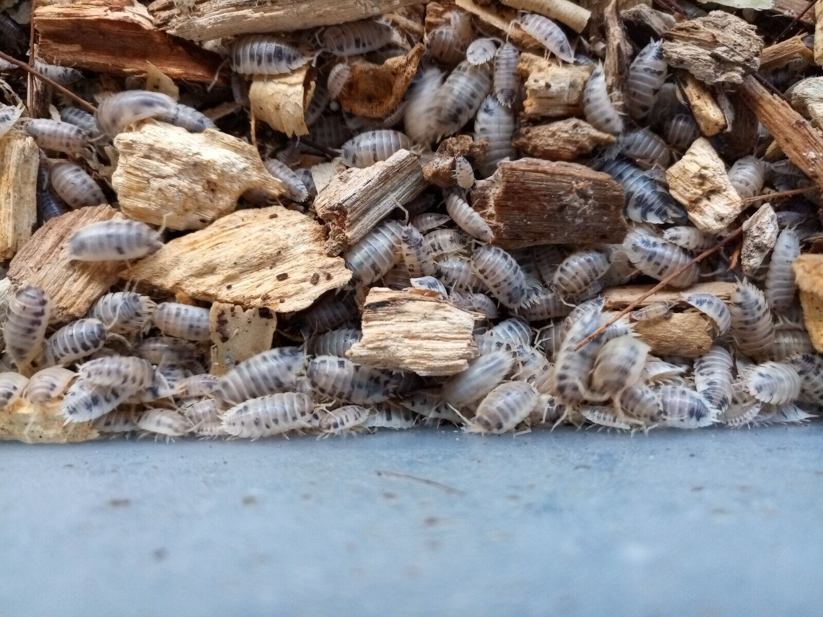 Dairy Cow Isopod (Woodlice)  "Porcellio laevis"