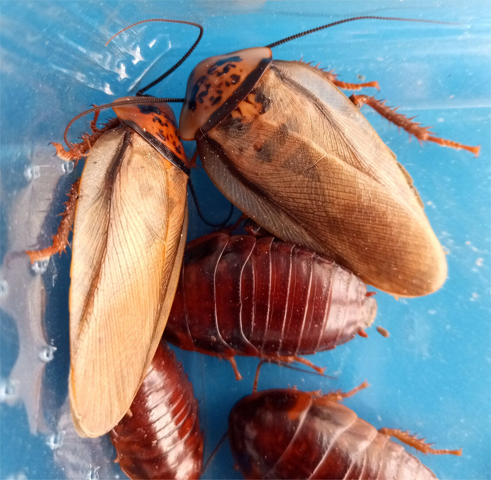 Orangehead cockroach "Eublaberus posticus"