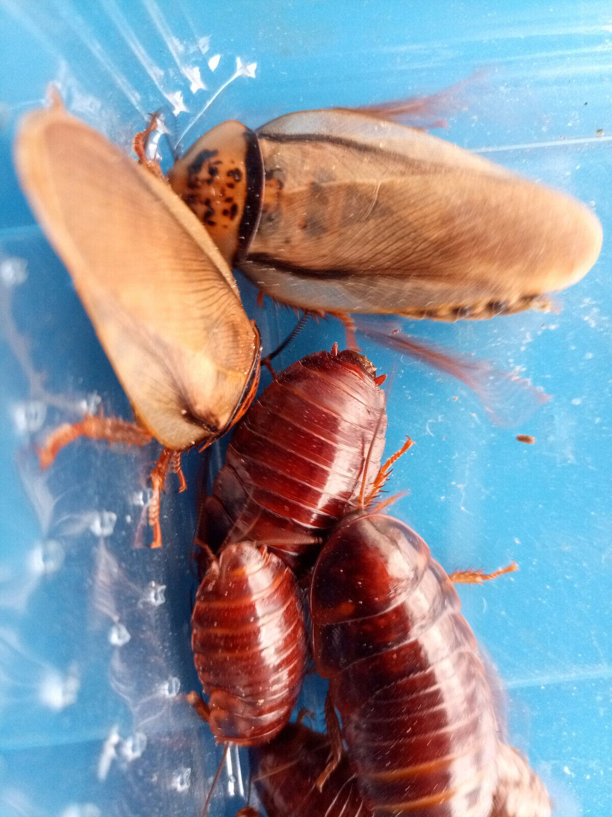 Orangehead cockroach "Eublaberus posticus"