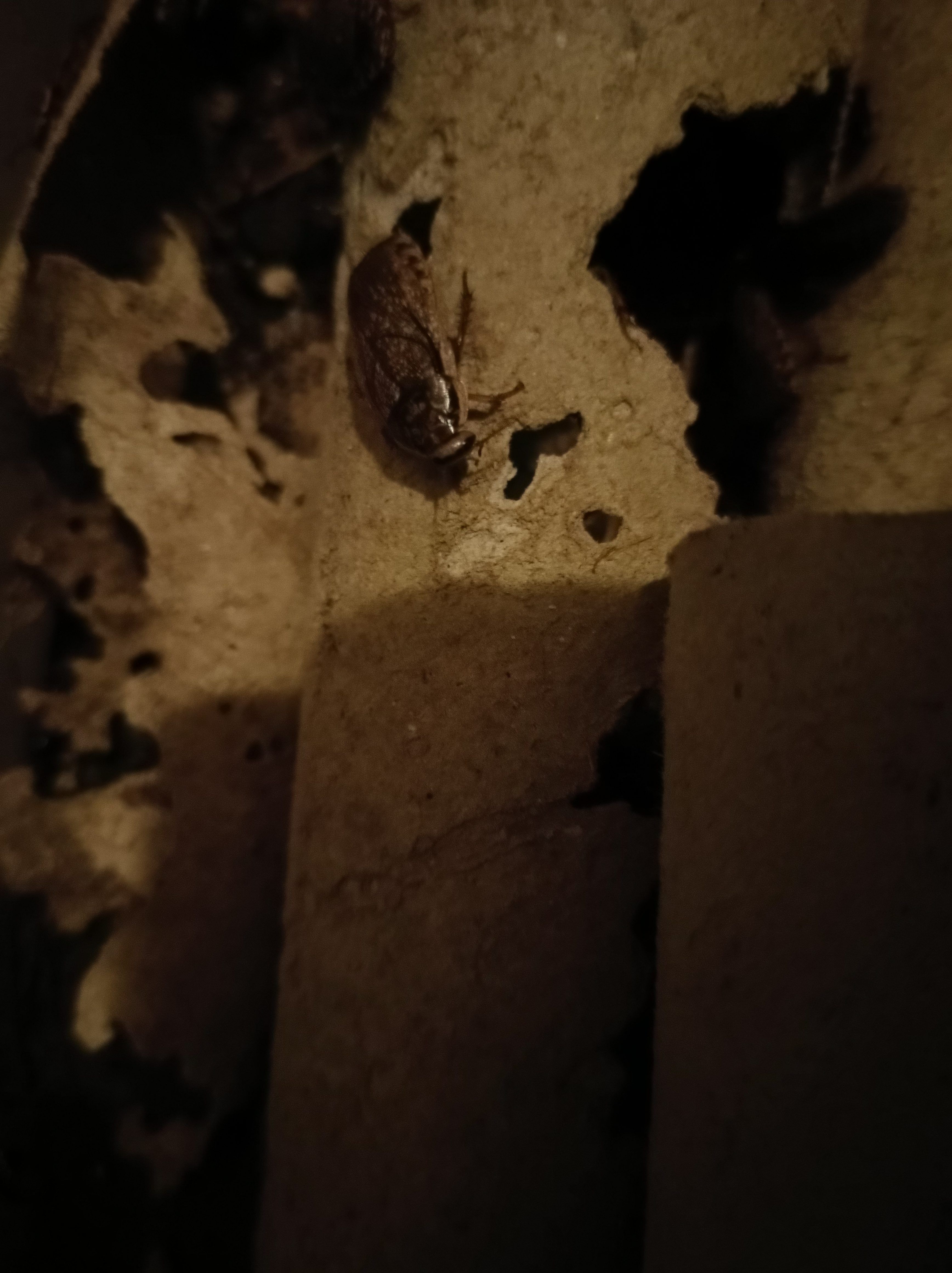 Lobster Cockroach "Nauphoeta cinerea"