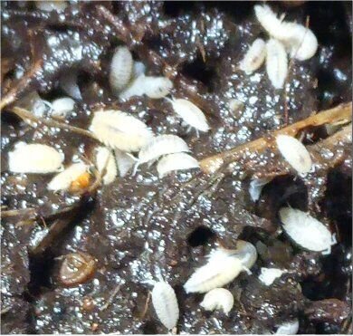 Dwarf White Isopods (Trichorhina tomentosa) woodlice