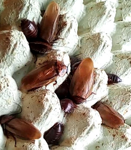 Orangehead cockroach "Eublaberus posticus"