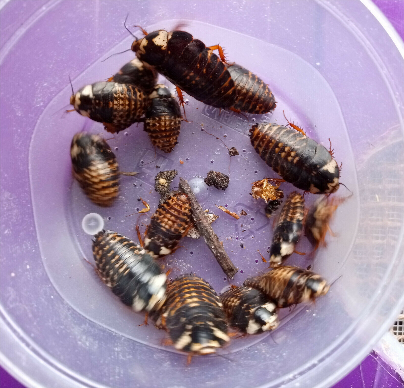 Ghost Porcelain cockroach (Gyna caffrorum)