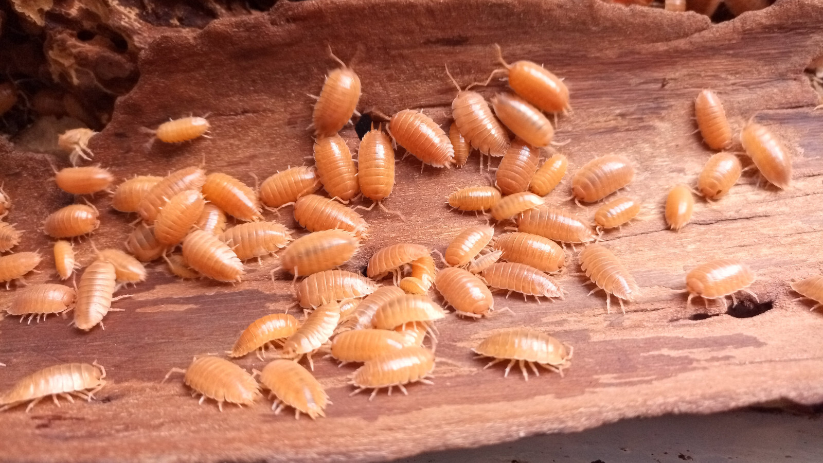 Tropical Orange Isopods (woodlice) Porcellio laevis "orange"