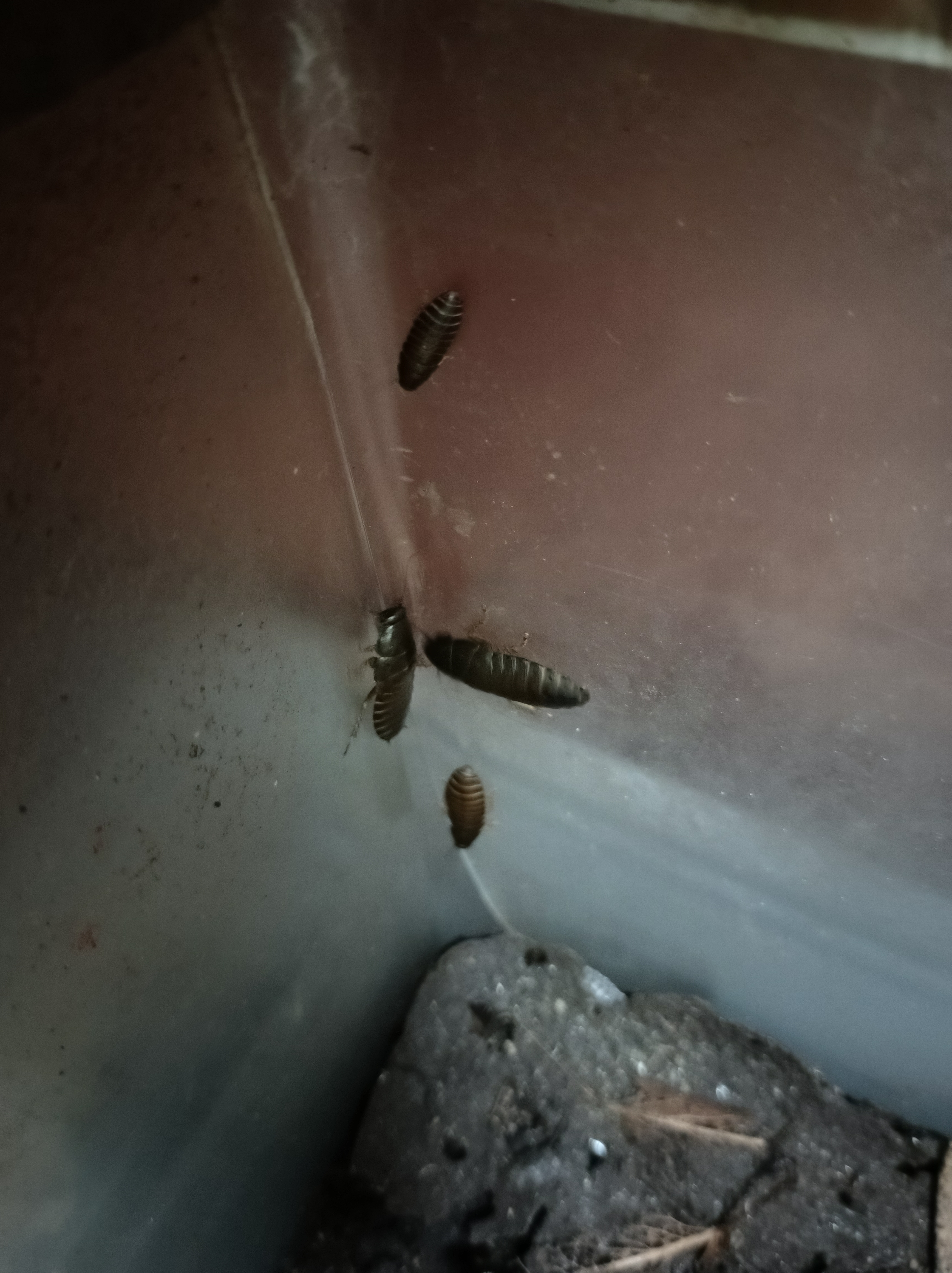 Lobster Cockroach "Nauphoeta cinerea" 100 pack