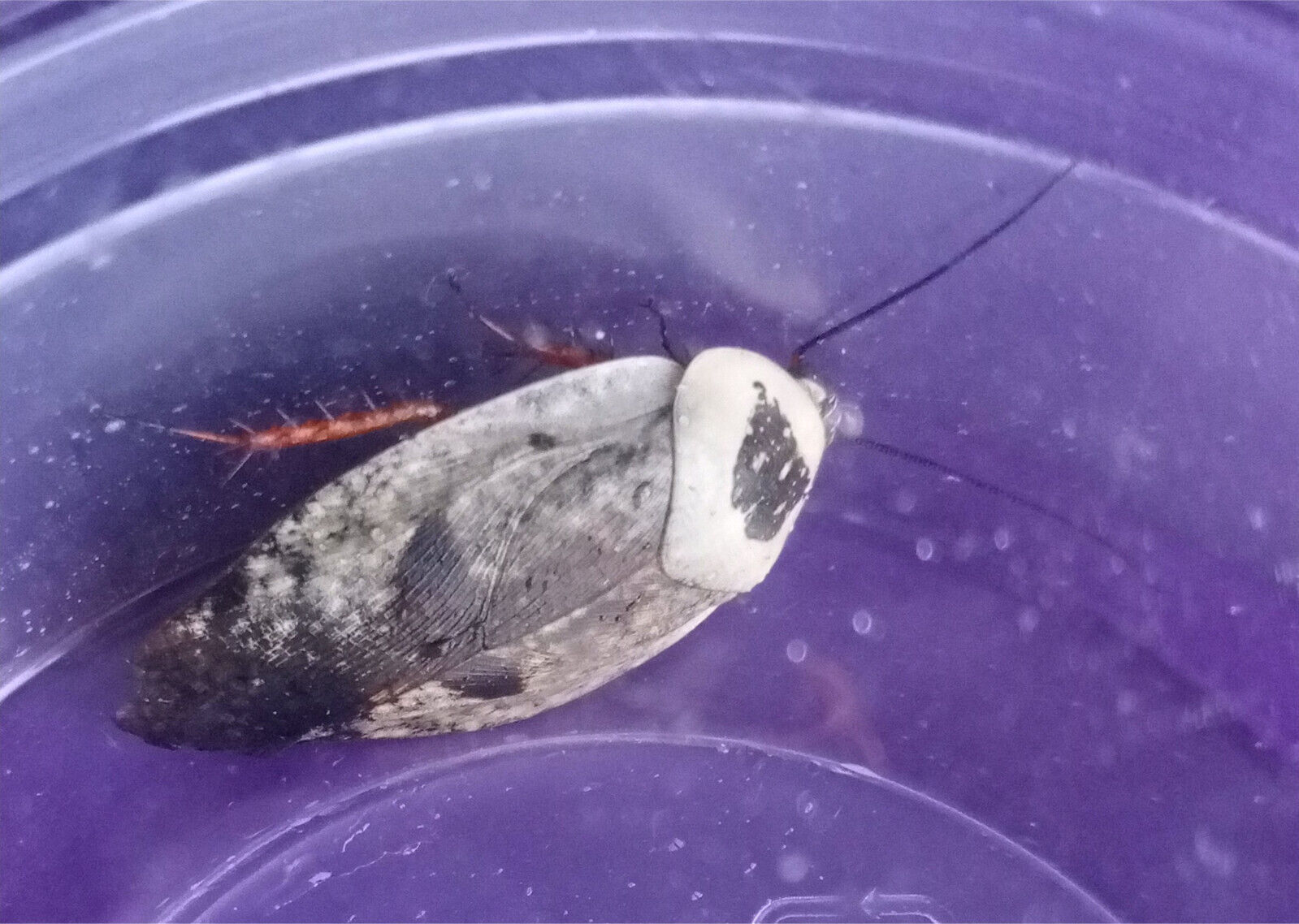 Ghost Porcelain cockroach (Gyna caffrorum)