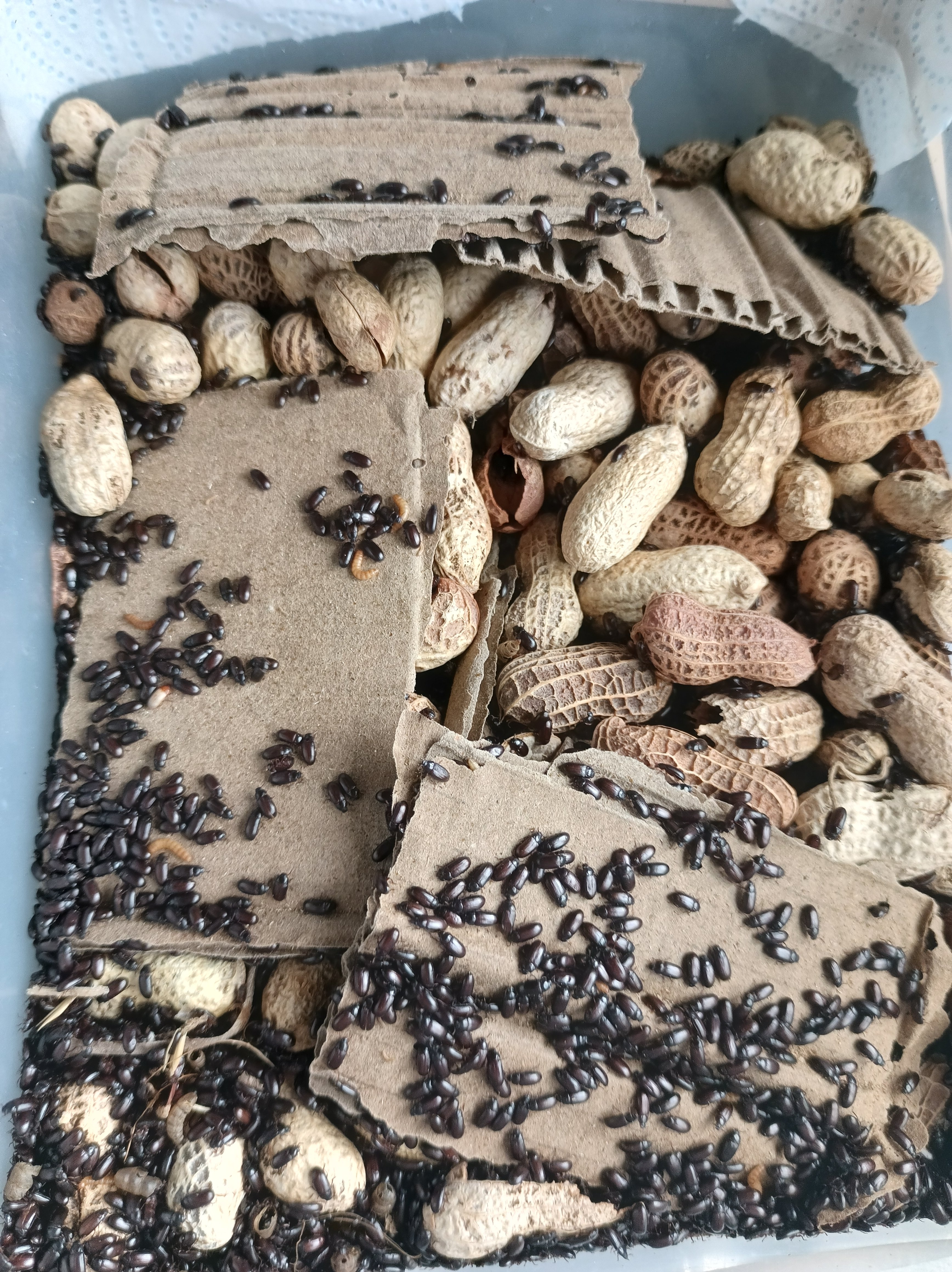 Peanut beetle Colony “Ulomoides dermestoides”