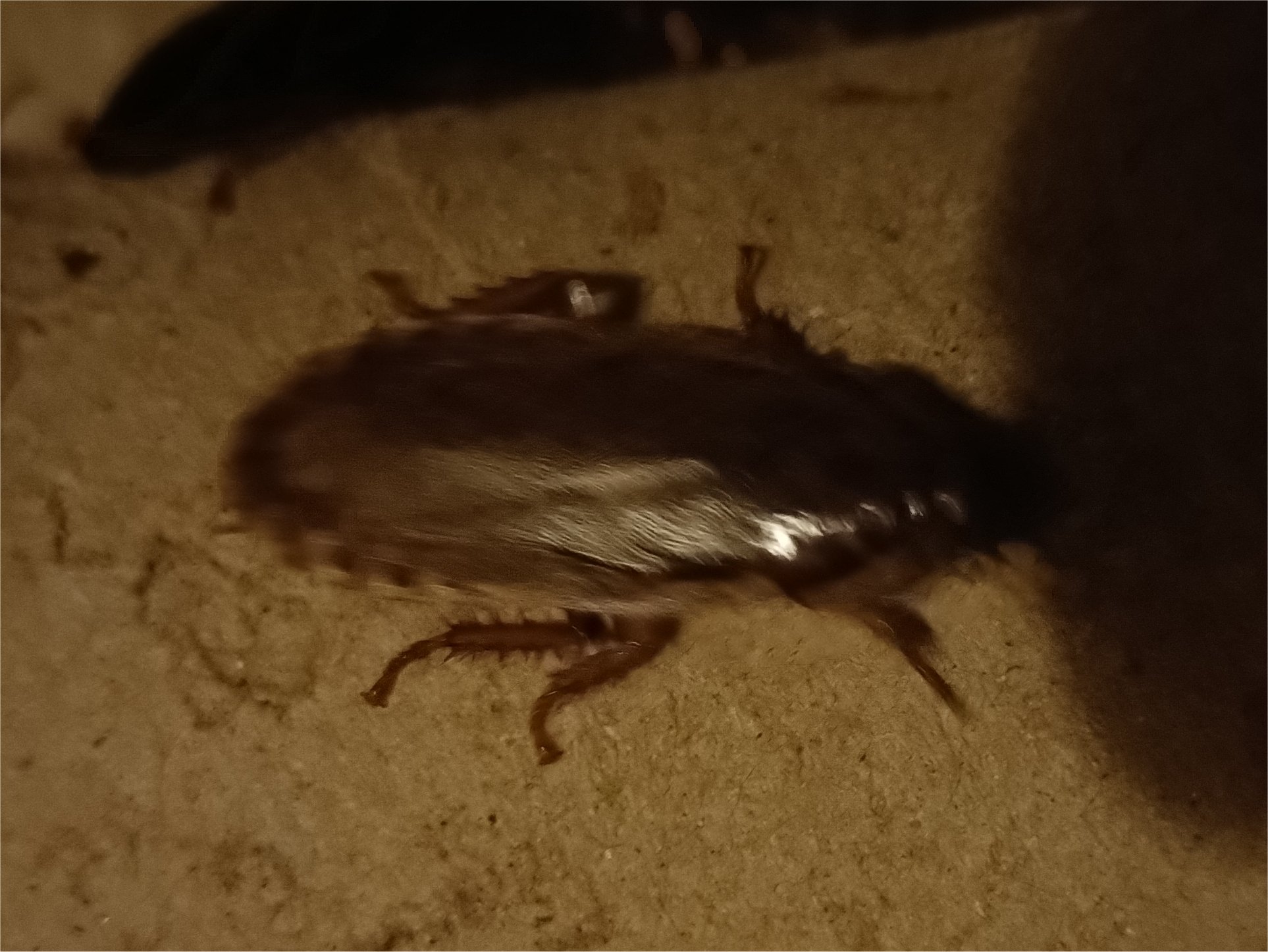 Lobster Cockroach "Nauphoeta cinerea" 100 pack