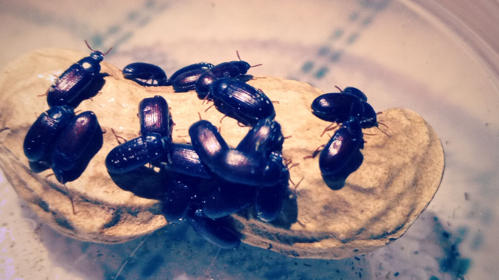 Peanut beetle Colony “Ulomoides dermestoides”