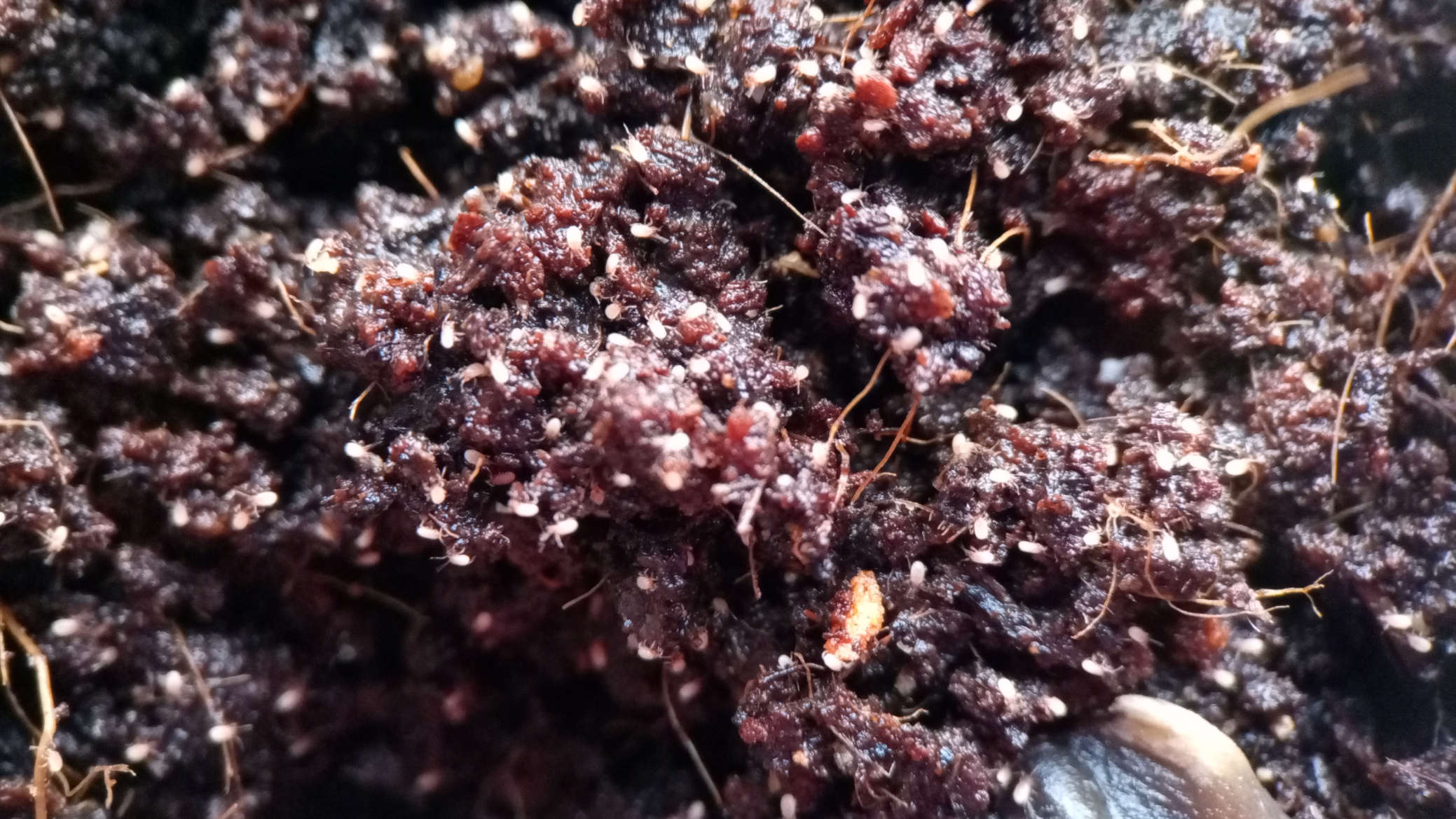 Stratiolaelaps scimitus formal known as Hypoaspis miles Predator mites