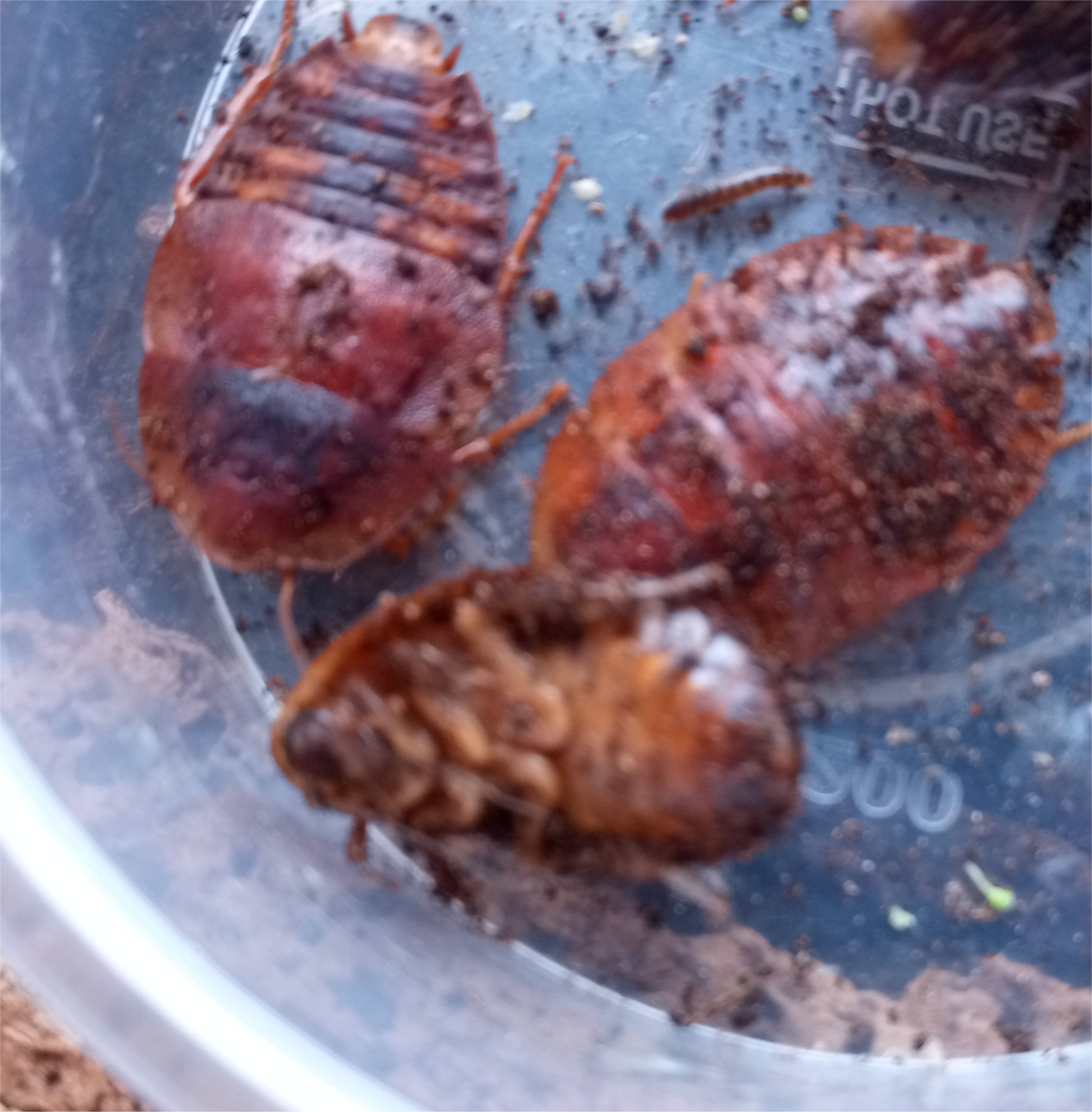 Horseshoe crab roach "Hemiblabera tenebricosa"