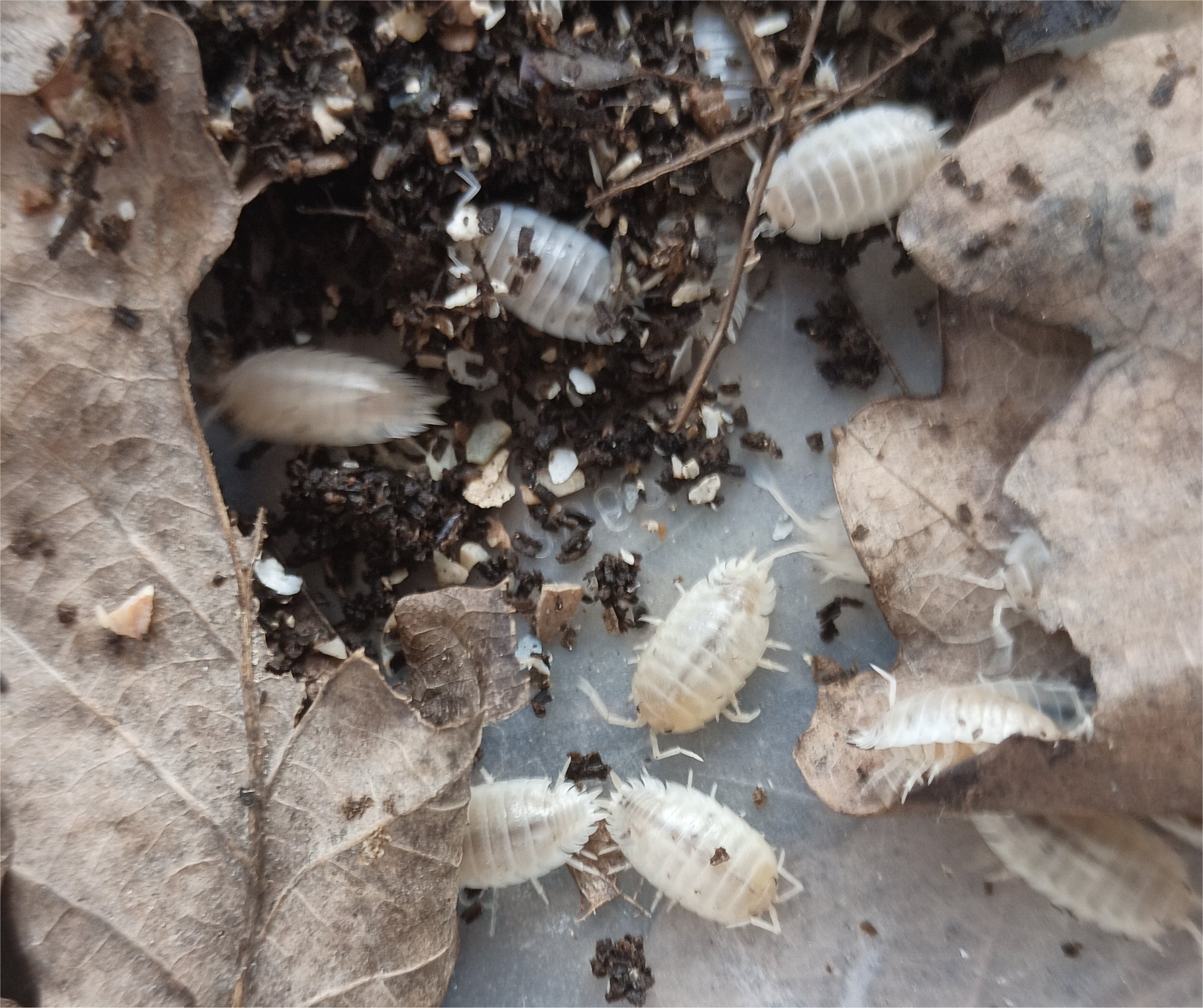 Snow White Isopod (Woodlice) Porcellio laevis "white"