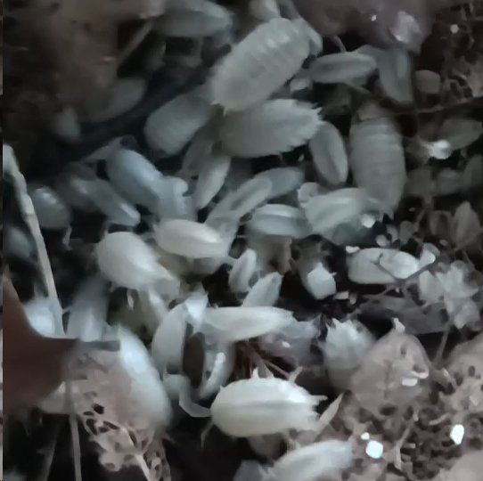 Snow White Isopod (Woodlice) Porcellio laevis "white"