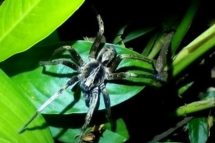 Tortuguero Nocturnal wildlife tour