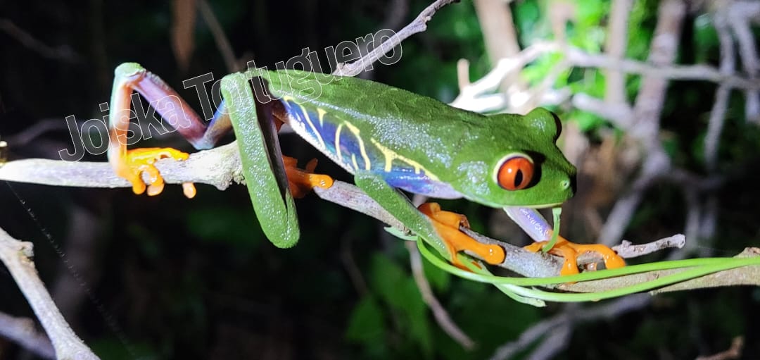 Tortuguero Nocturnal wildlife tour